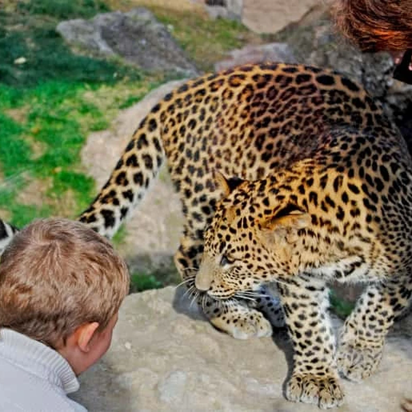 Bioparc Valencia Tickets for an African Wildlife Experience in Valencia