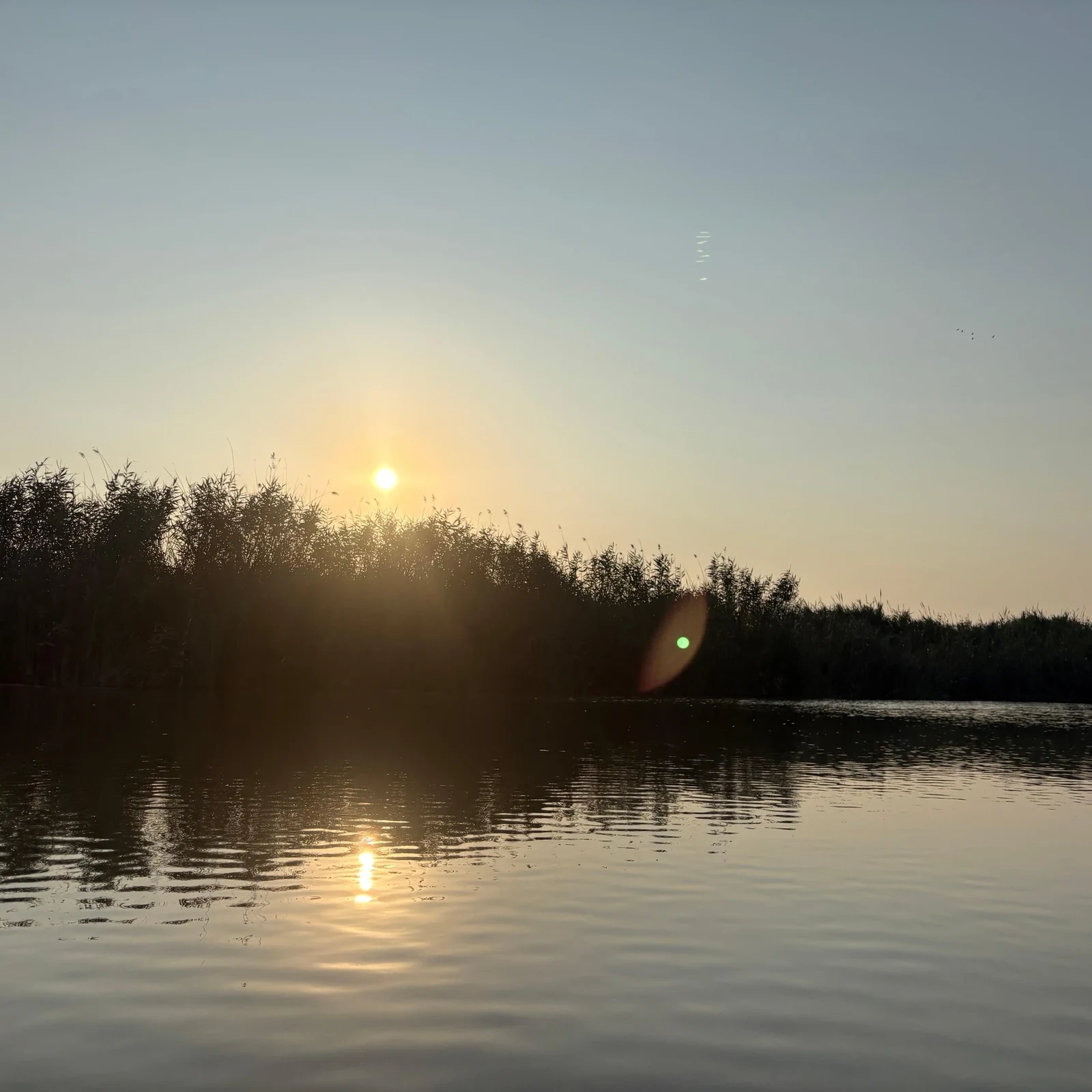 Albufera Valencia Boat Ride by Electric Boat