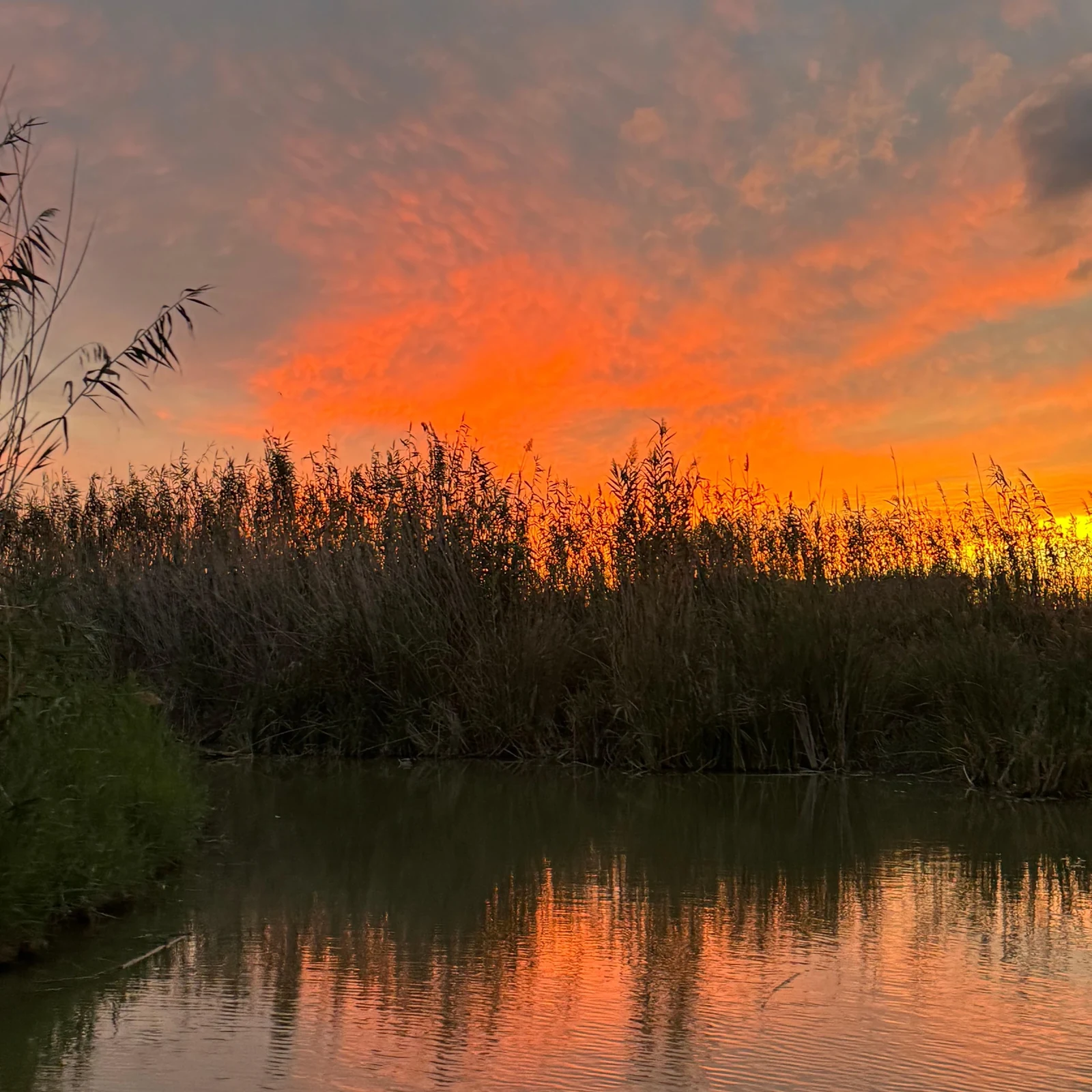 Albufera Valencia Boat Ride by Electric Boat