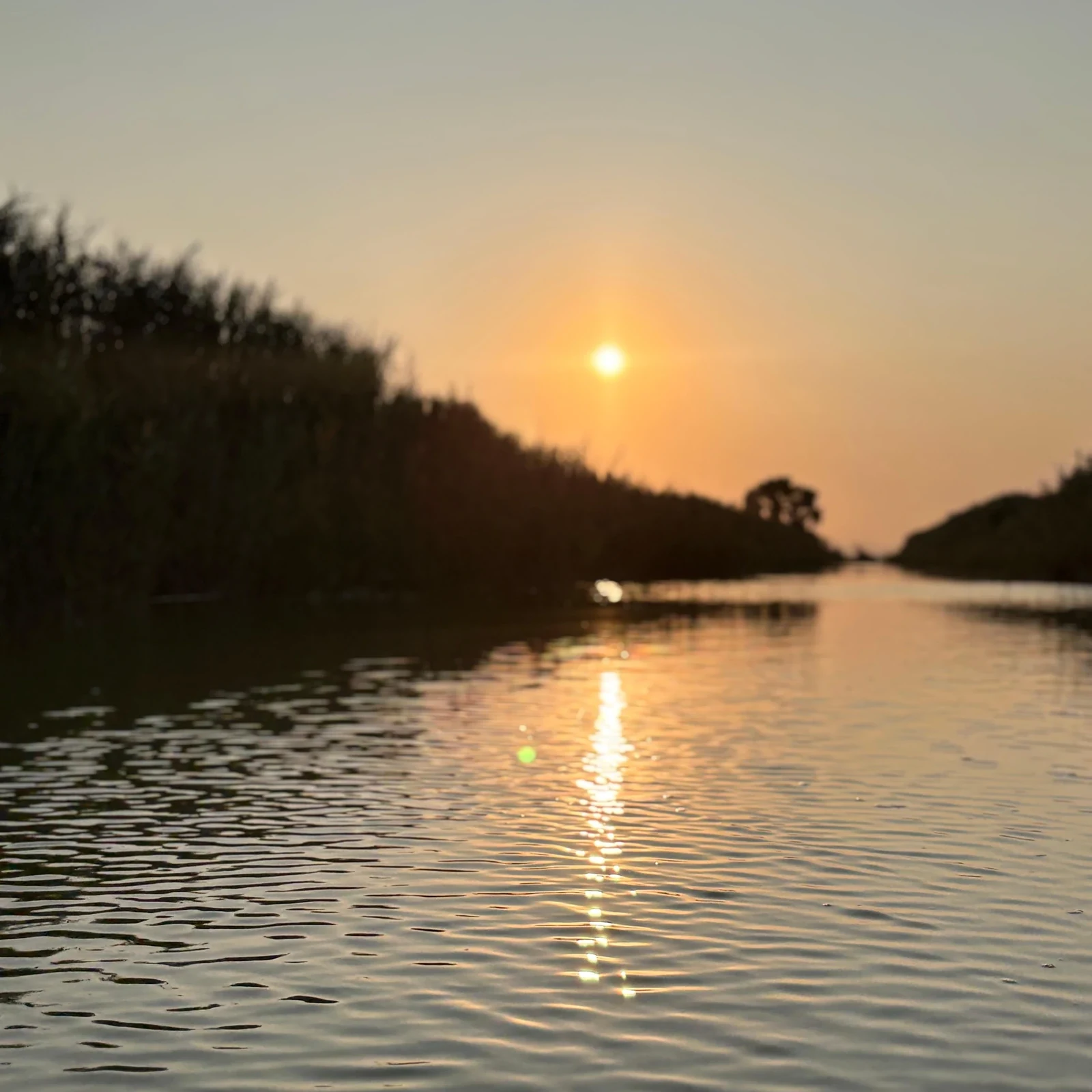 Albufera Valencia Boat Ride by Electric Boat