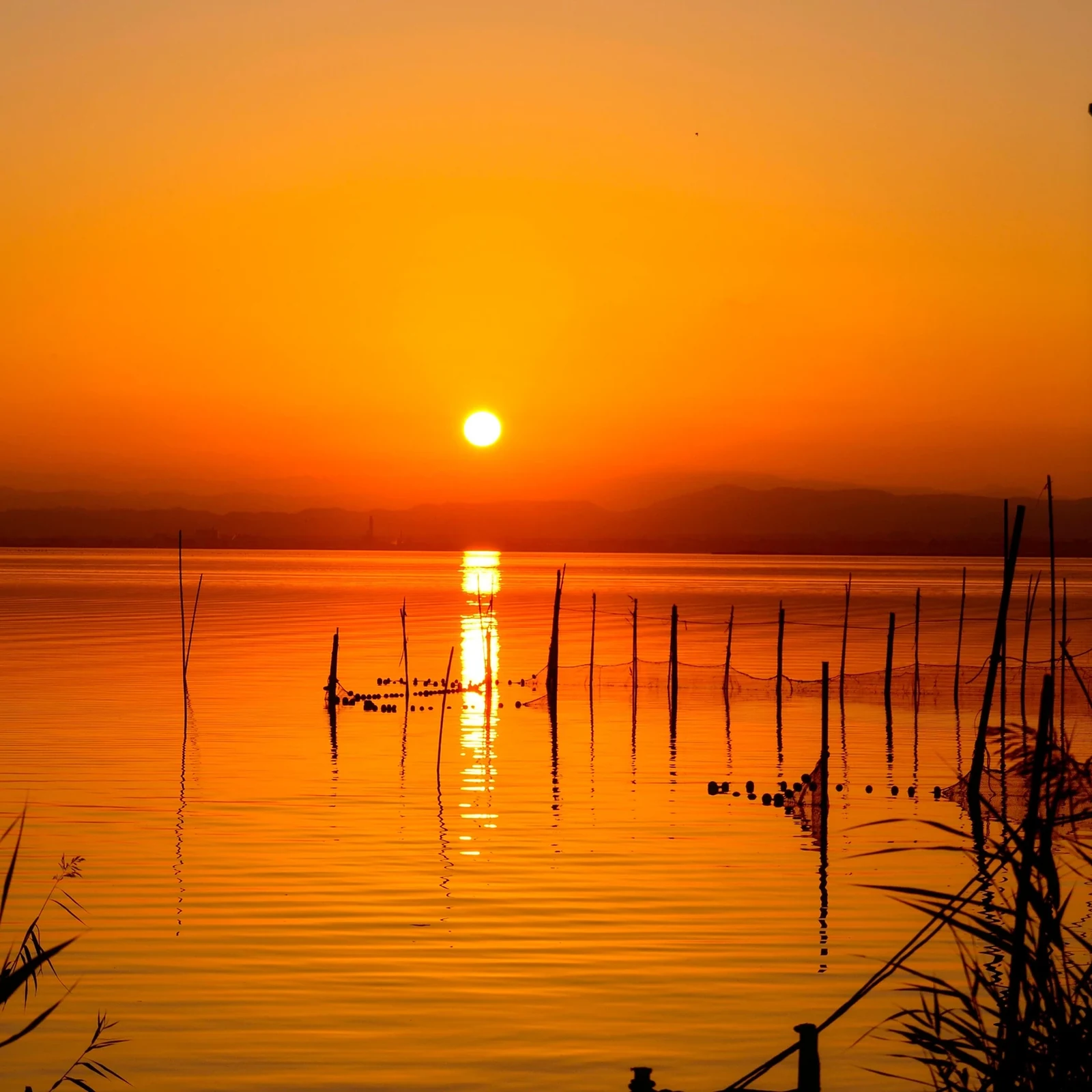 Albufera Tour from Valencia with a Sunset Boat Ride
