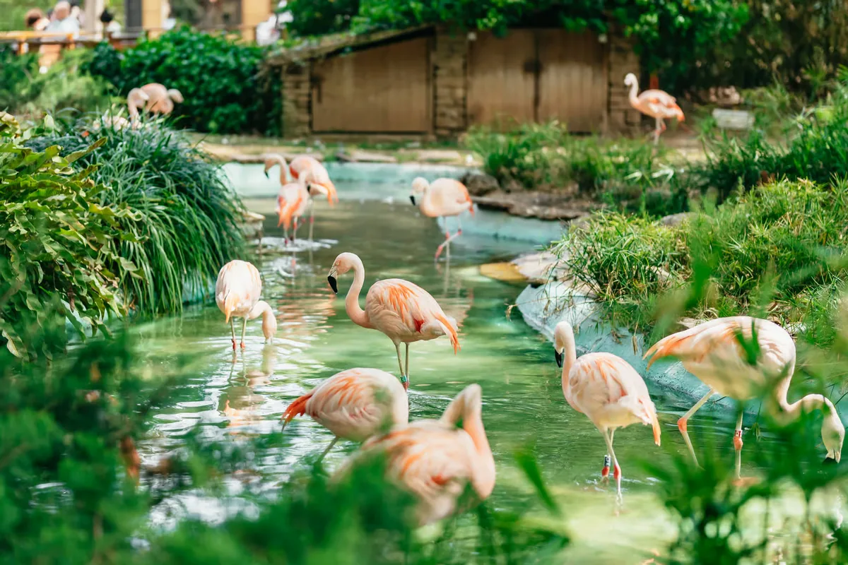 Entradas Zoo de Barcelona: ticket de 1 día sin colas con QR