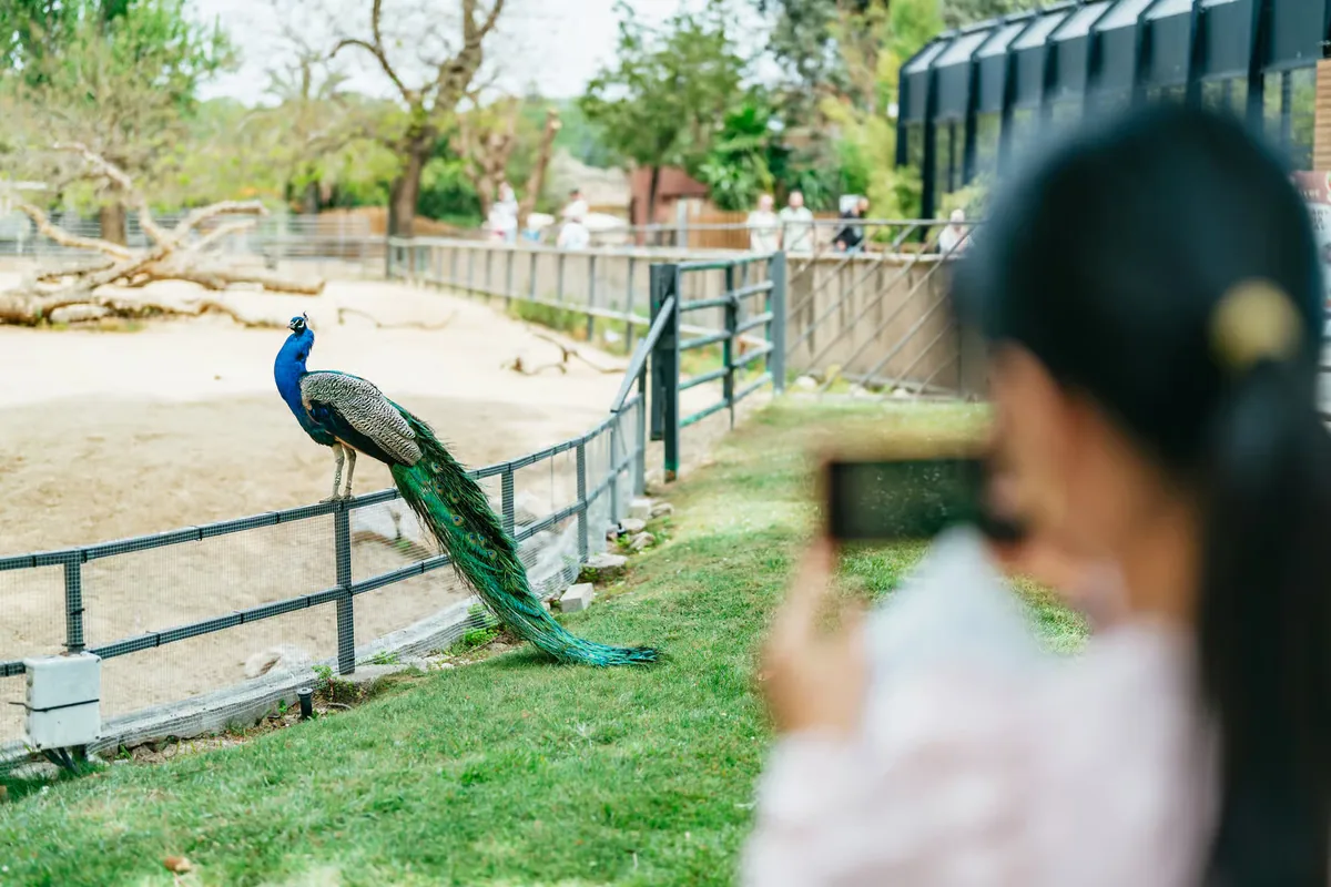 Barcelona Zoo tickets: a day among 4,000 animals in the city centre