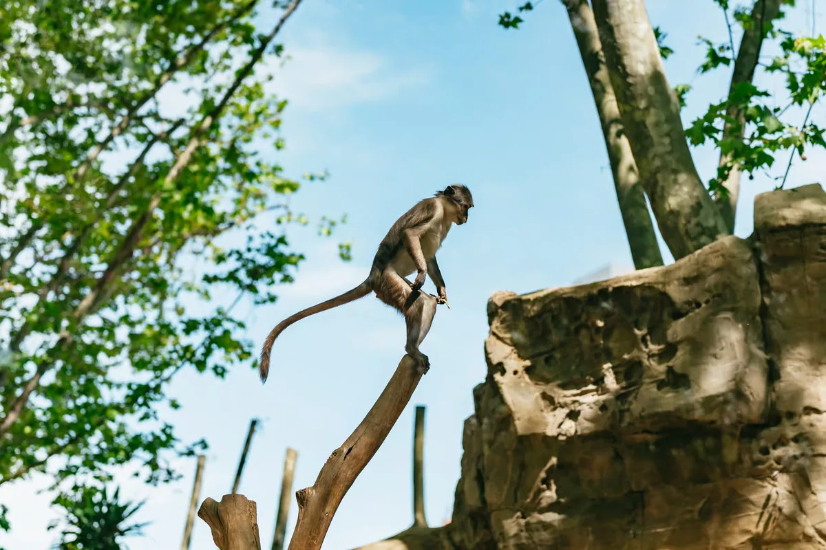 Barcelona Zoo tickets: a day among 4,000 animals in the city centre