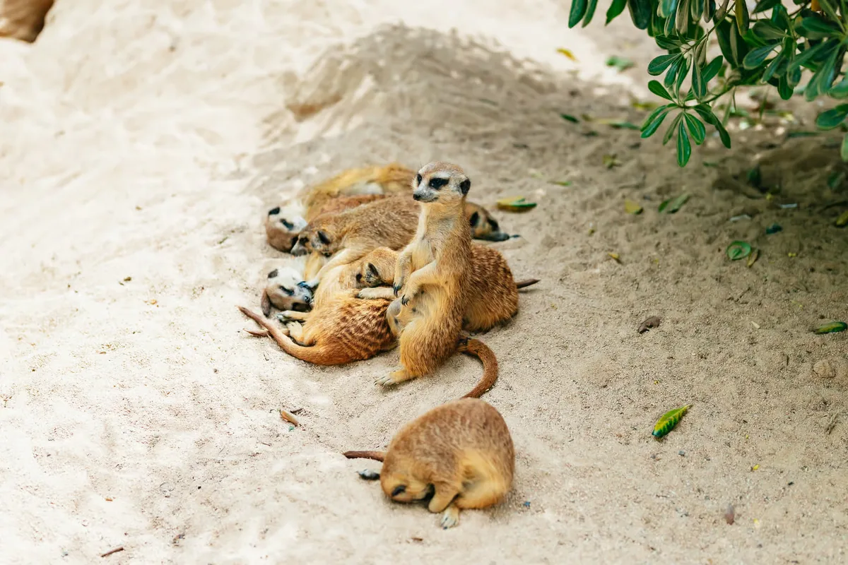 Barcelona Zoo tickets: a day among 4,000 animals in the city centre