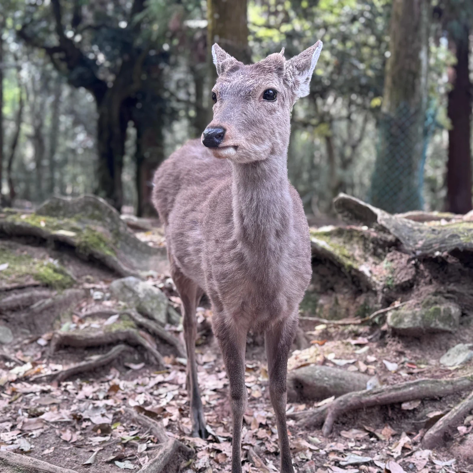 Visite matinale de Nara depuis Kyoto ou Osaka avant la foule