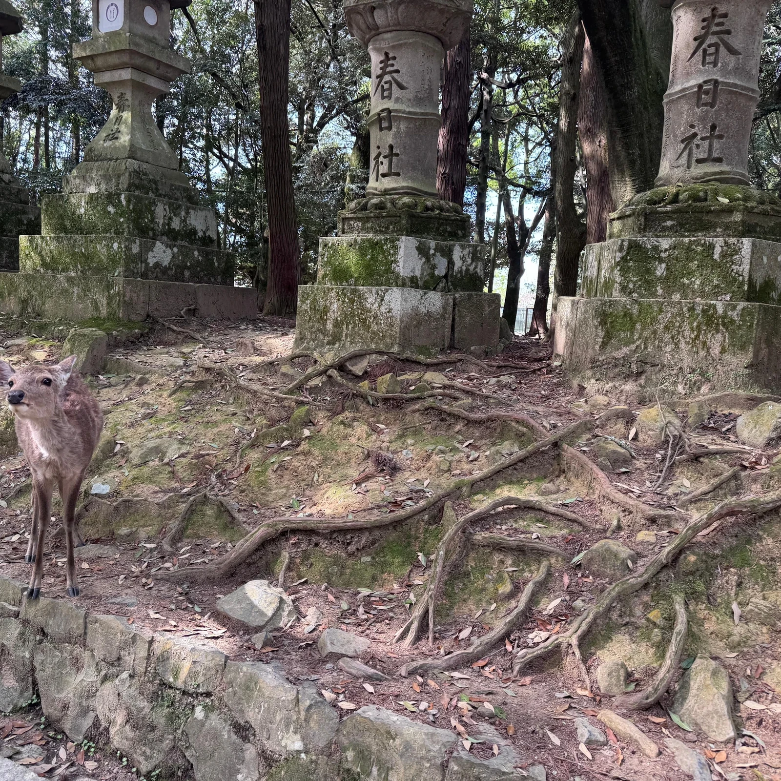 Visite matinale de Nara depuis Kyoto ou Osaka avant la foule