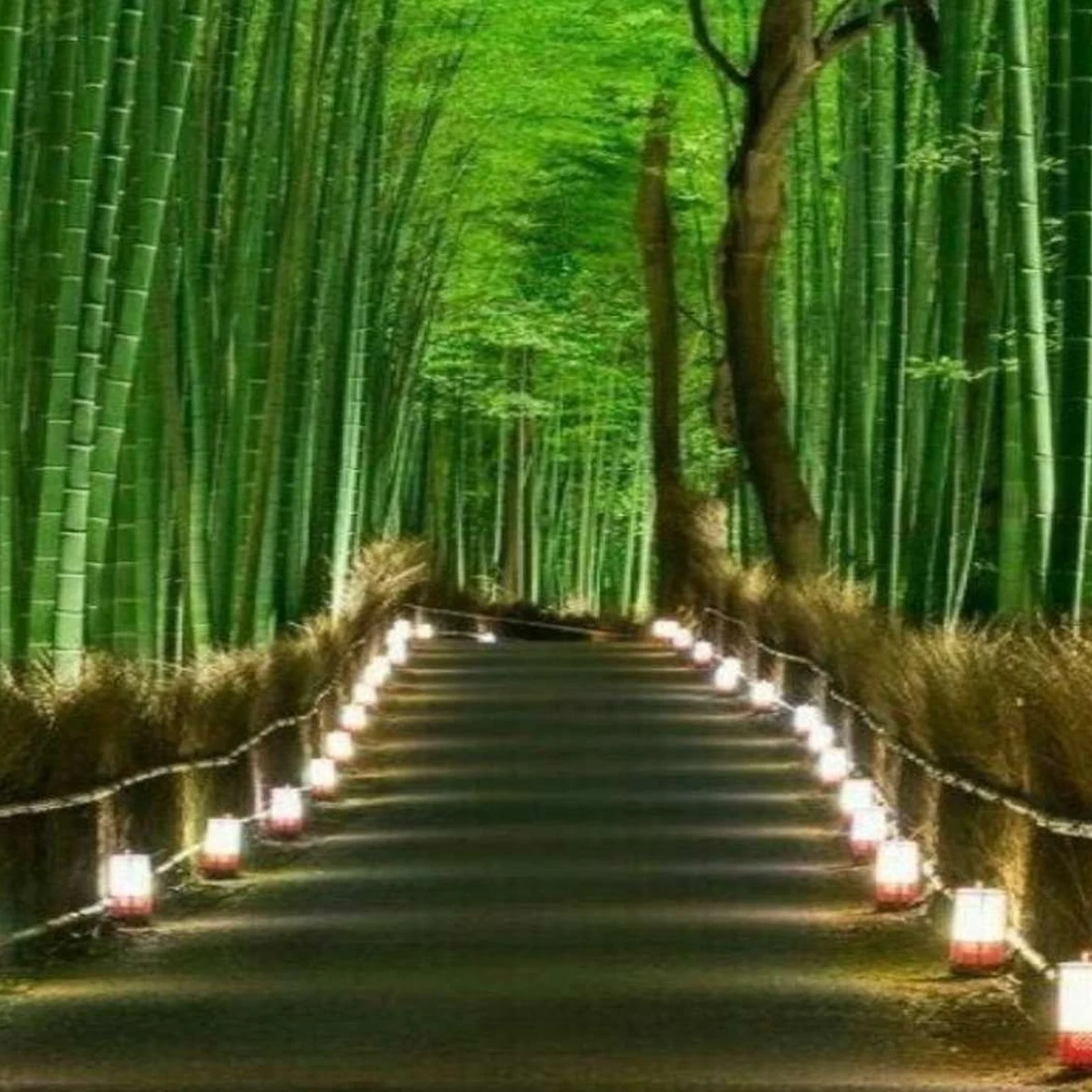 Private Nara tour from Tokyo with a customized itinerary