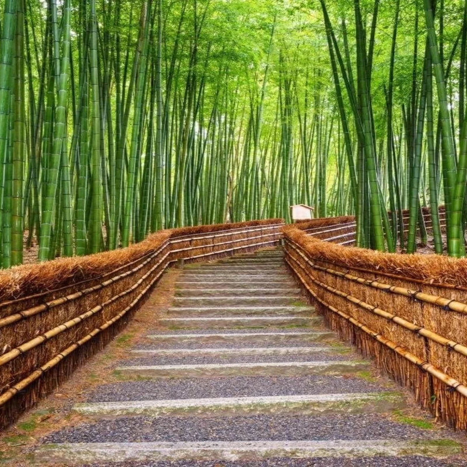 Private Nara tour from Tokyo with a customized itinerary