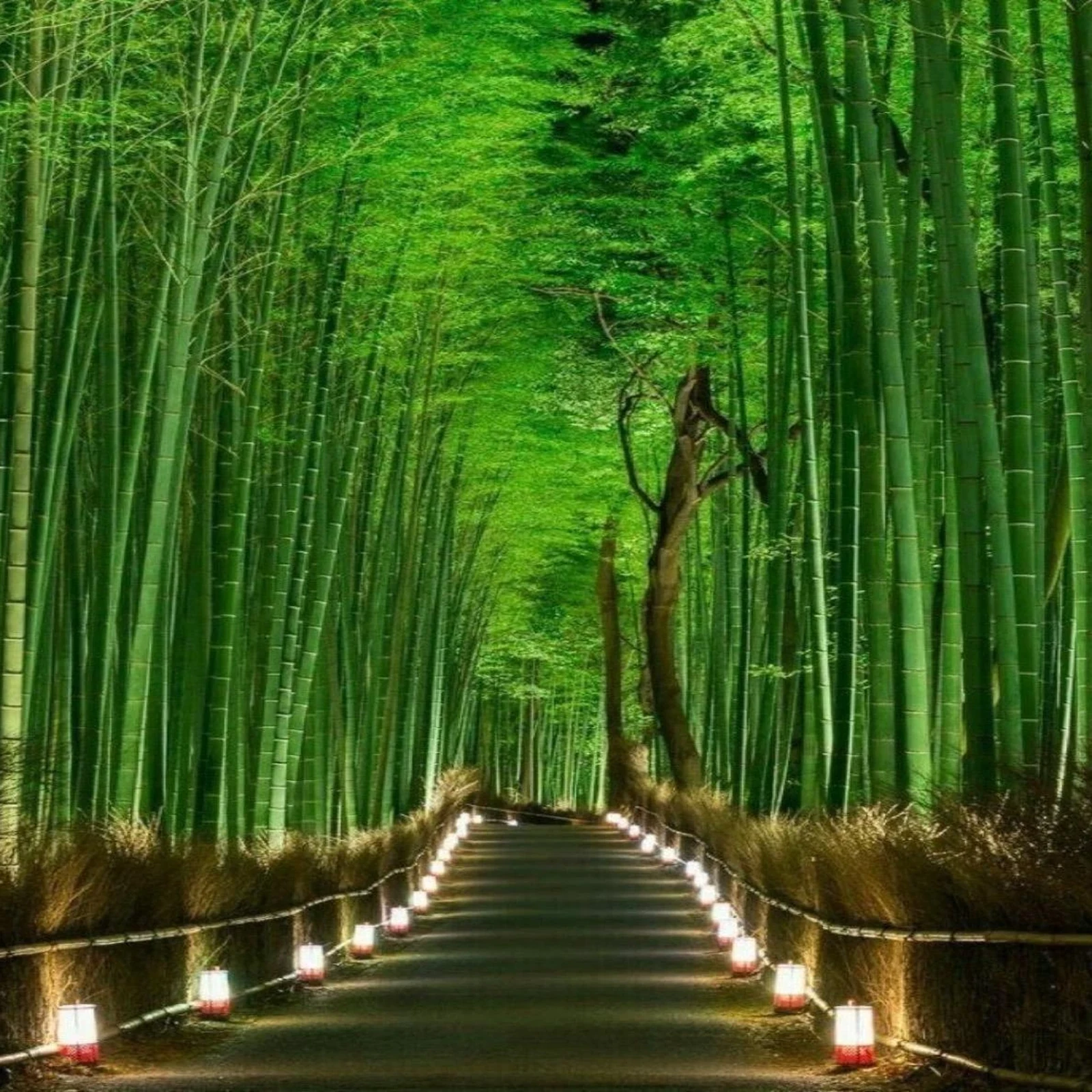 Private Nara tour from Tokyo with a customized itinerary