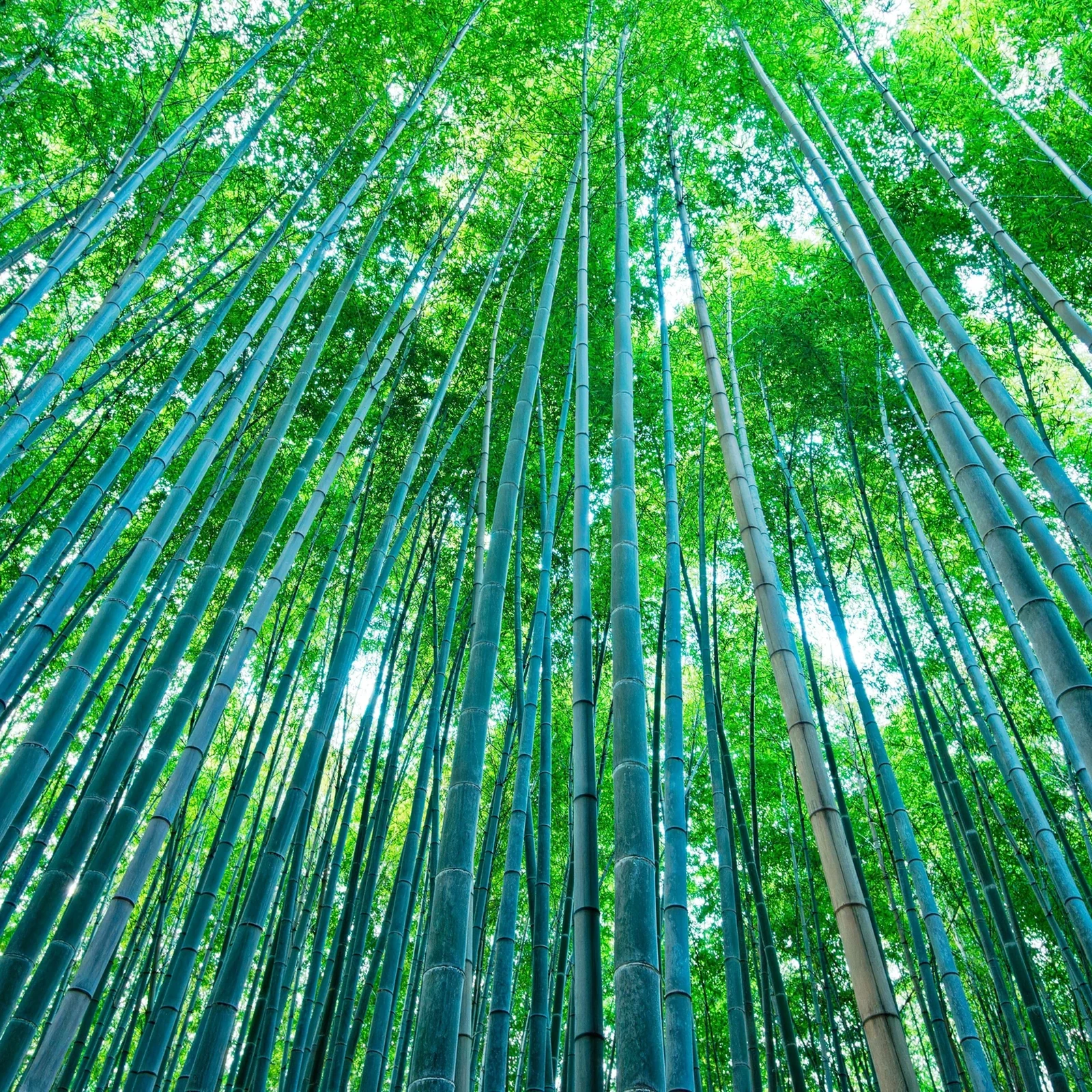 Tagesausflug nach Nara, Arashiyama und Fushimi Inari ab Kyoto oder Osaka