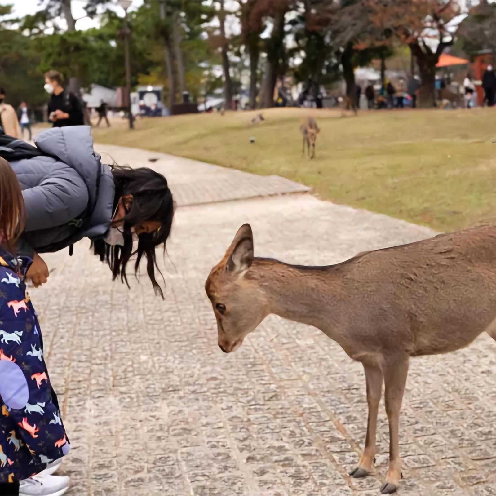 Private Nara Day Trip from Osaka or Kyoto