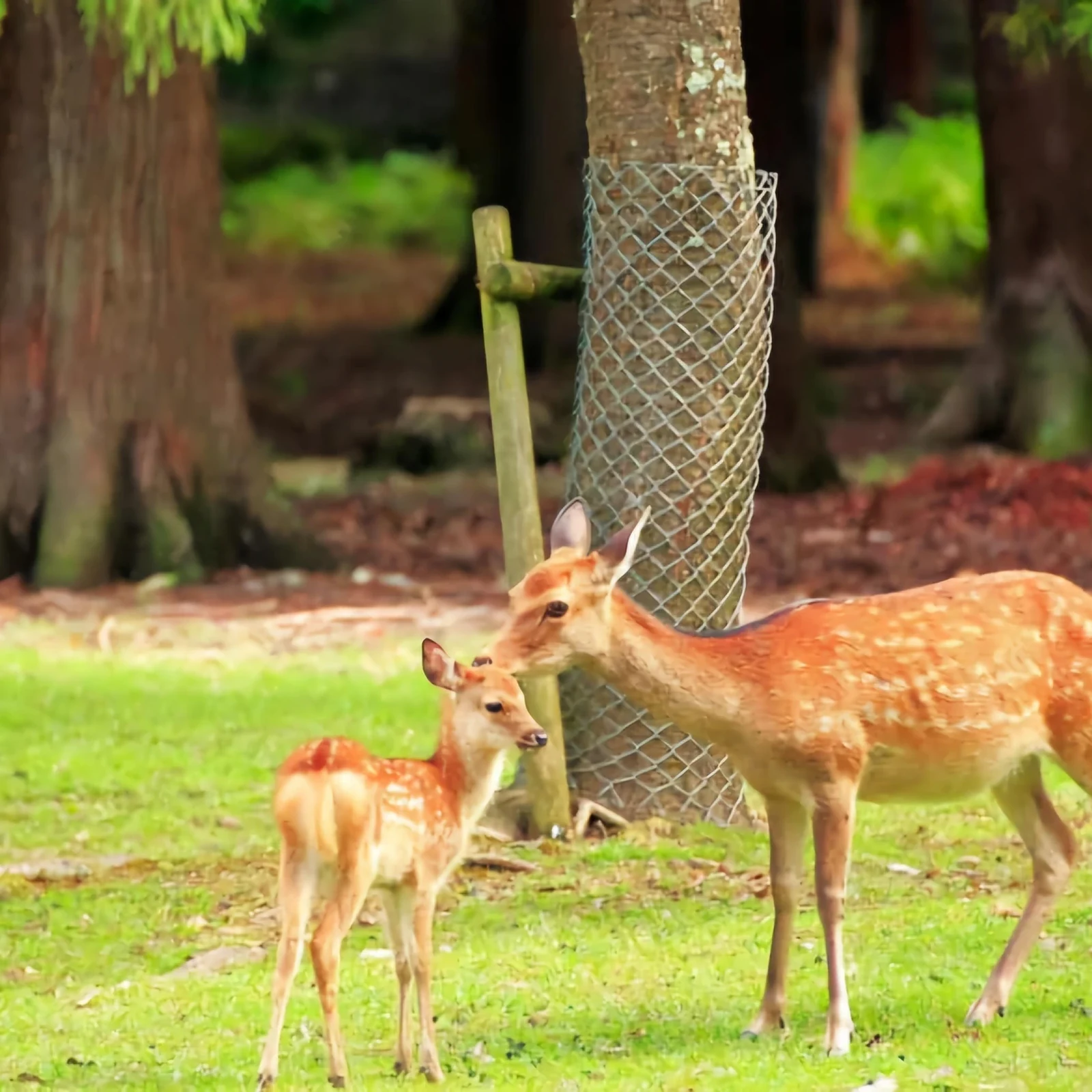 Private Nara Day Trip from Osaka or Kyoto