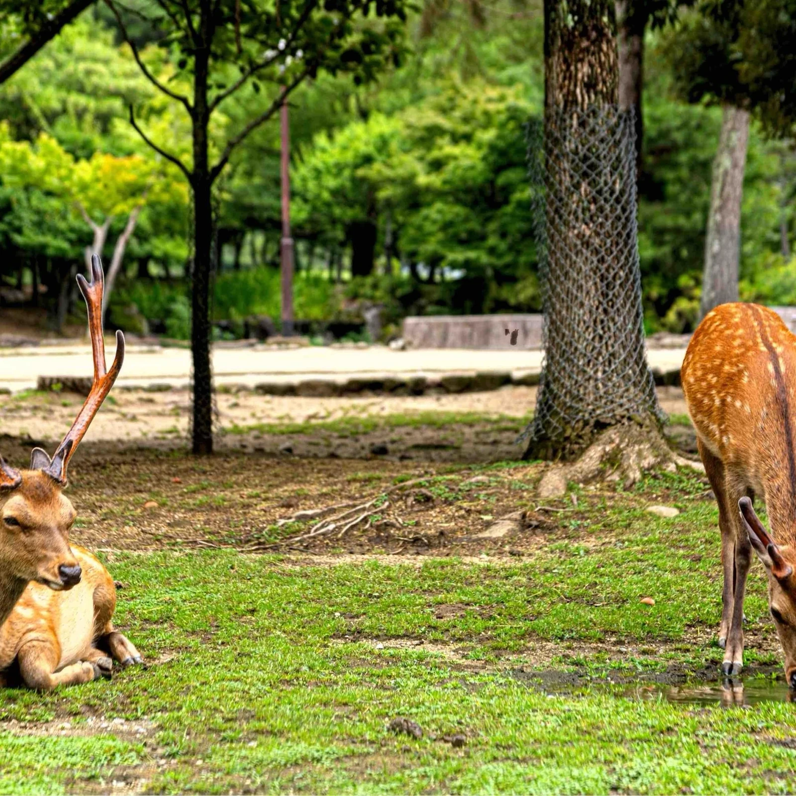 Private Nara-Tagestour ab Osaka oder Kyoto