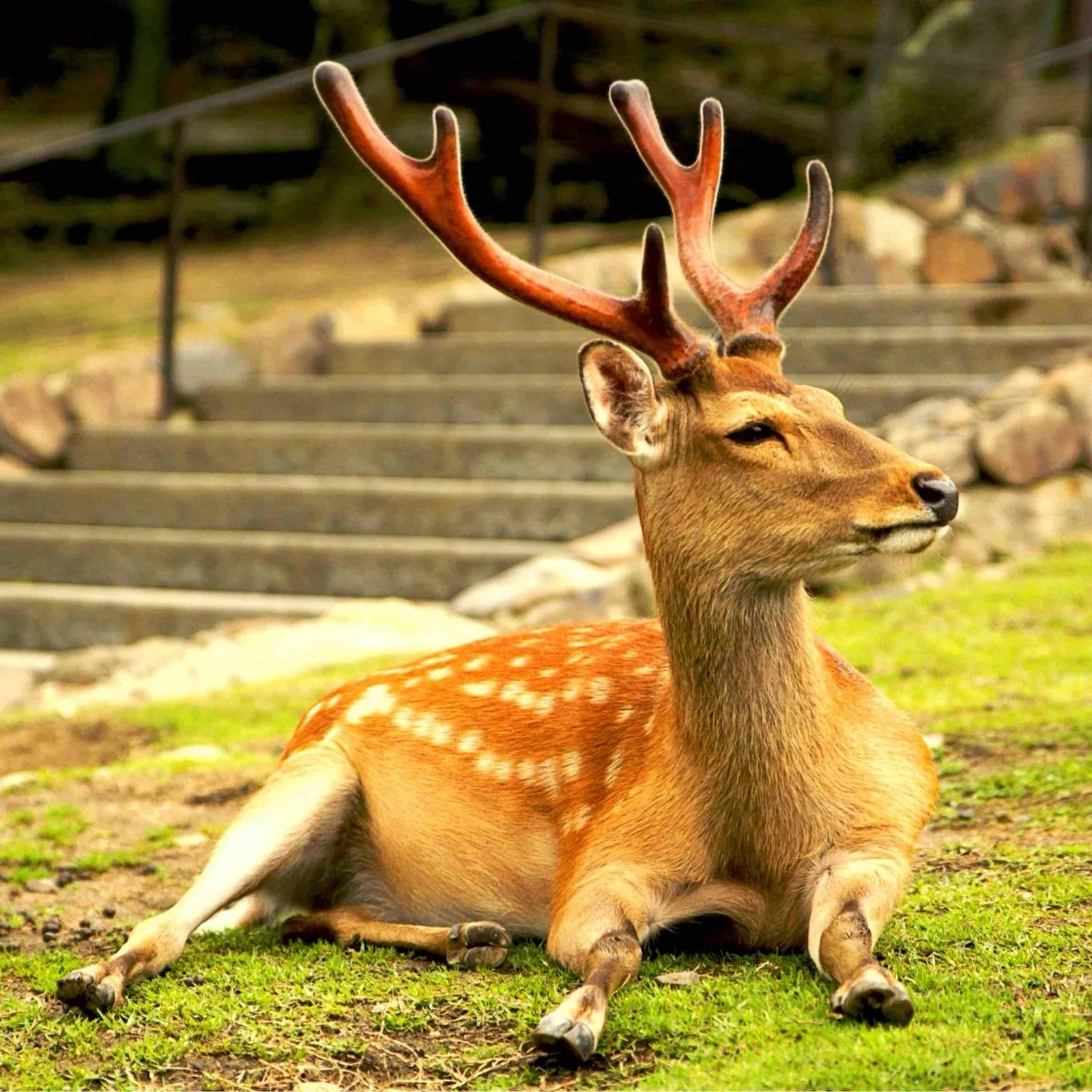 Private Nara-Tagestour ab Osaka oder Kyoto