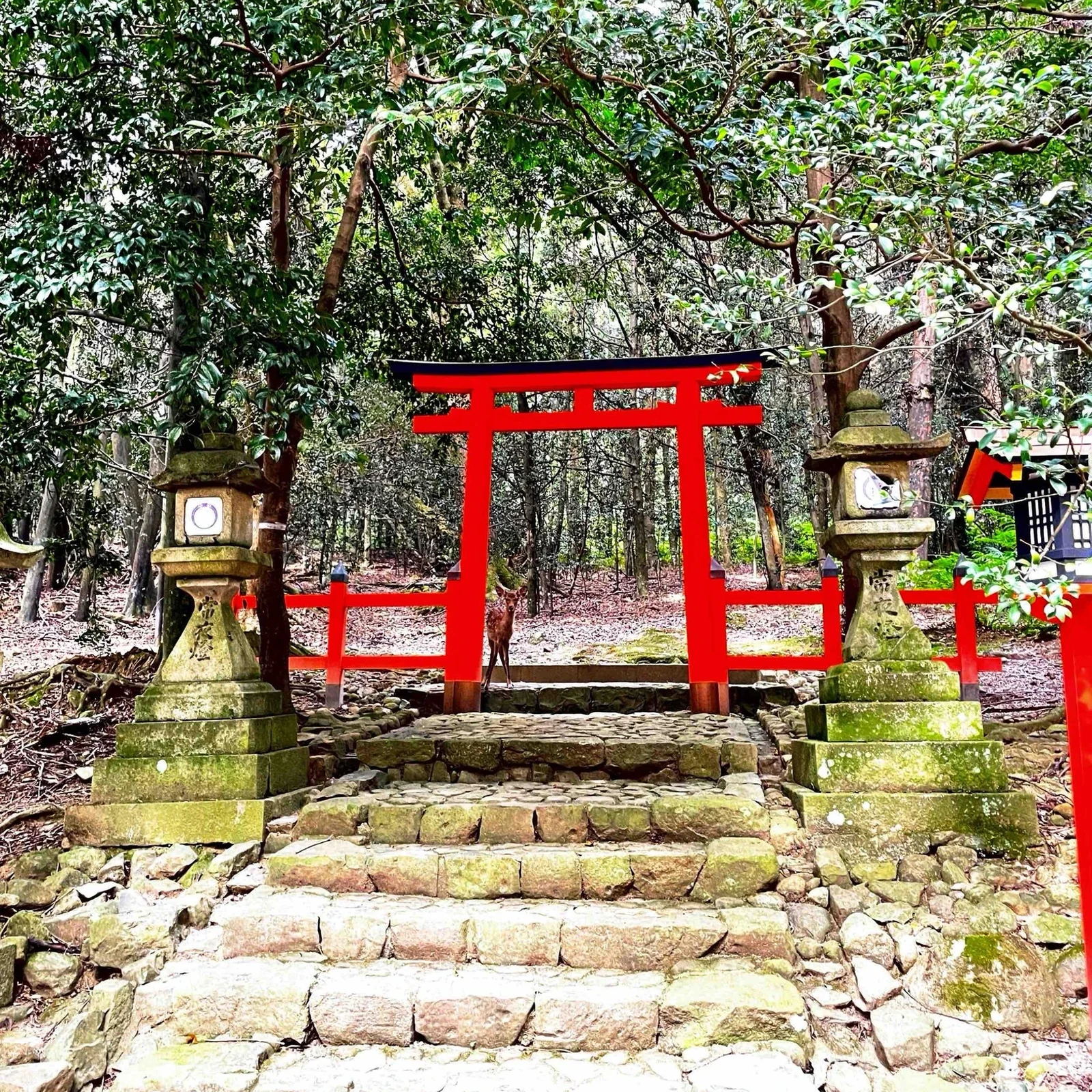 Excursion privée Kyoto Nara en une journée, à votre rythme
