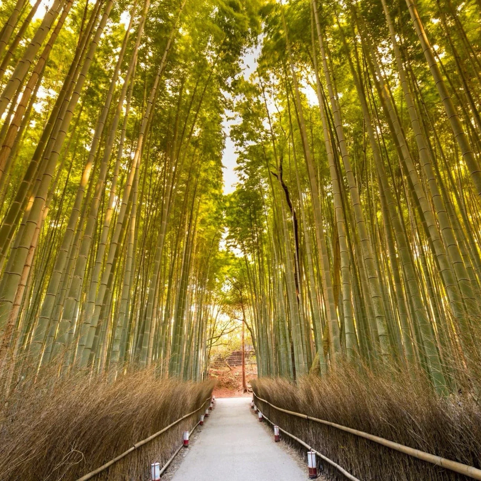 Excursion privée Kyoto Nara en une journée, à votre rythme