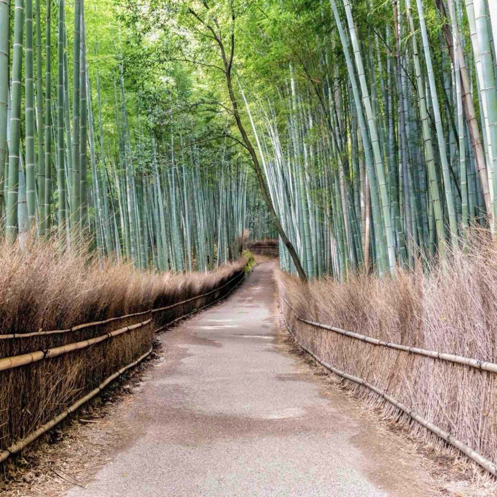 Excursion privée Kyoto Nara en une journée, à votre rythme