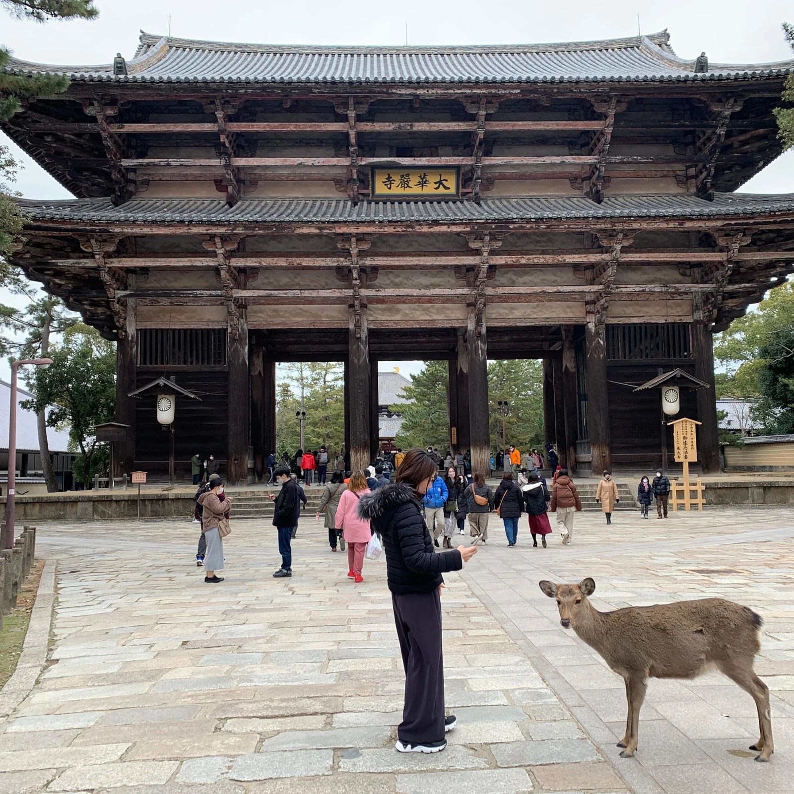 Visite de Nara avec daims et Grand Bouddha en 4 heures