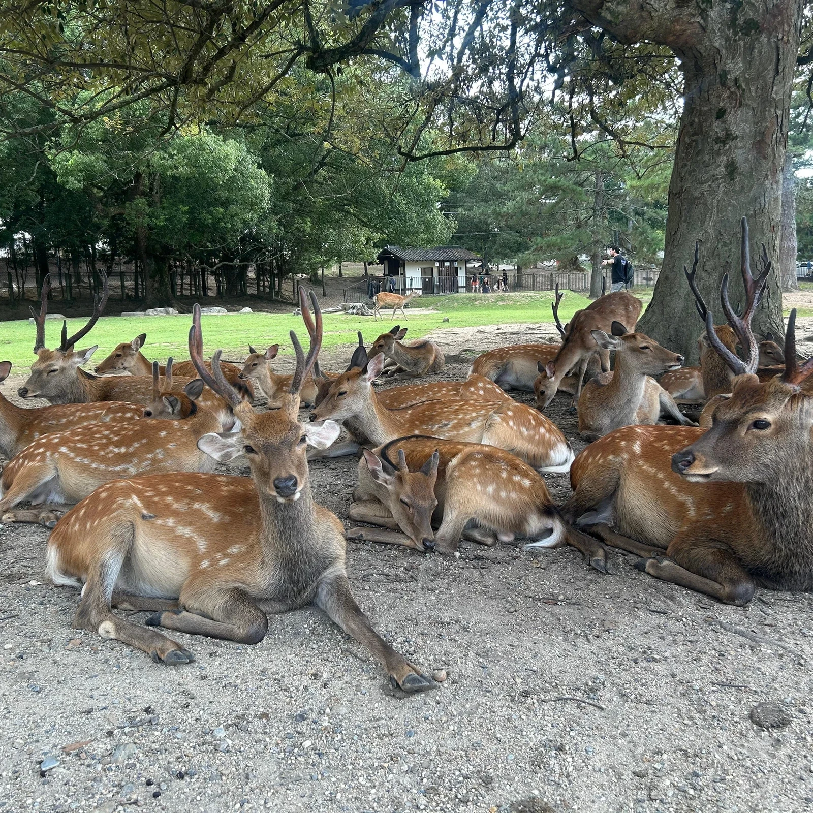 Visite de Nara avec daims et Grand Bouddha en 4 heures