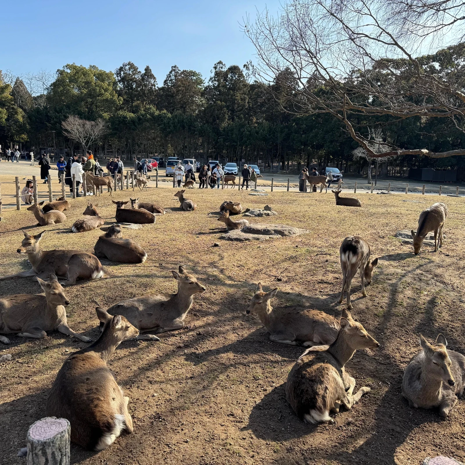 Tour privado de Nara desde Osaka con guía, ciervos y Gran Buda