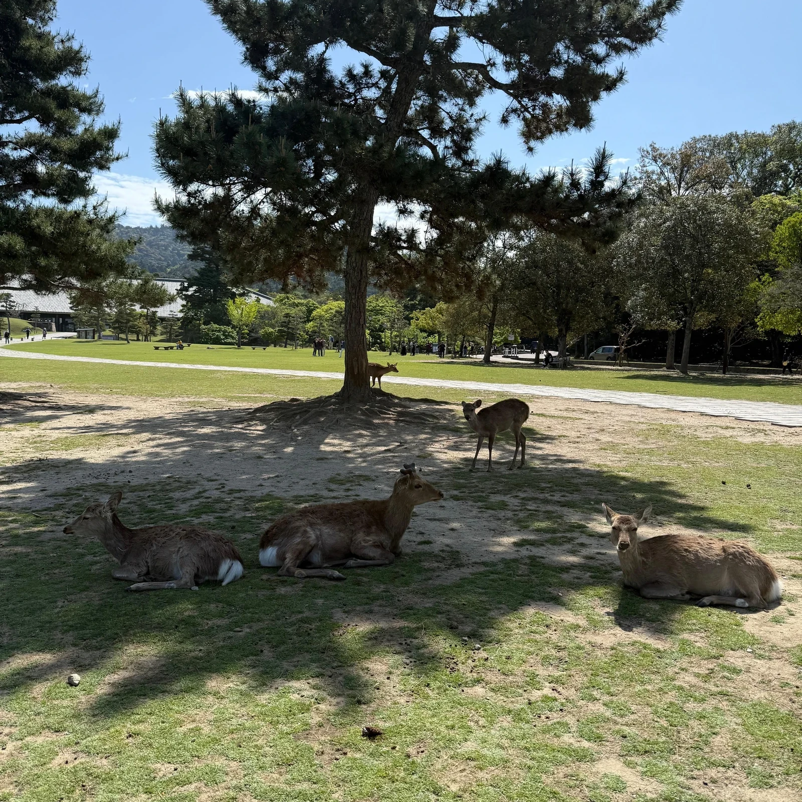 Excursión desde Osaka a Nara y Uji en un día