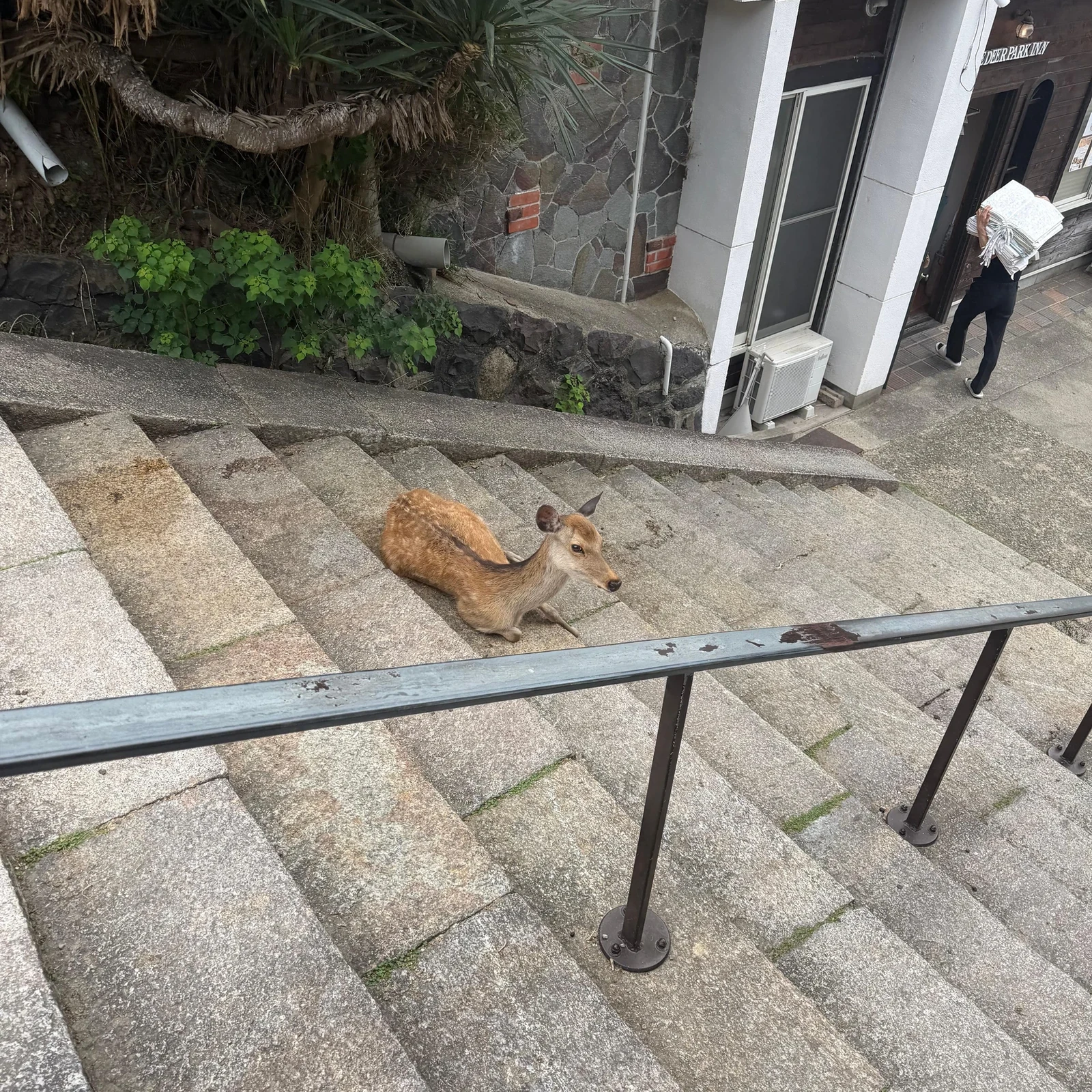 Excursión desde Osaka a Nara y Uji en un día