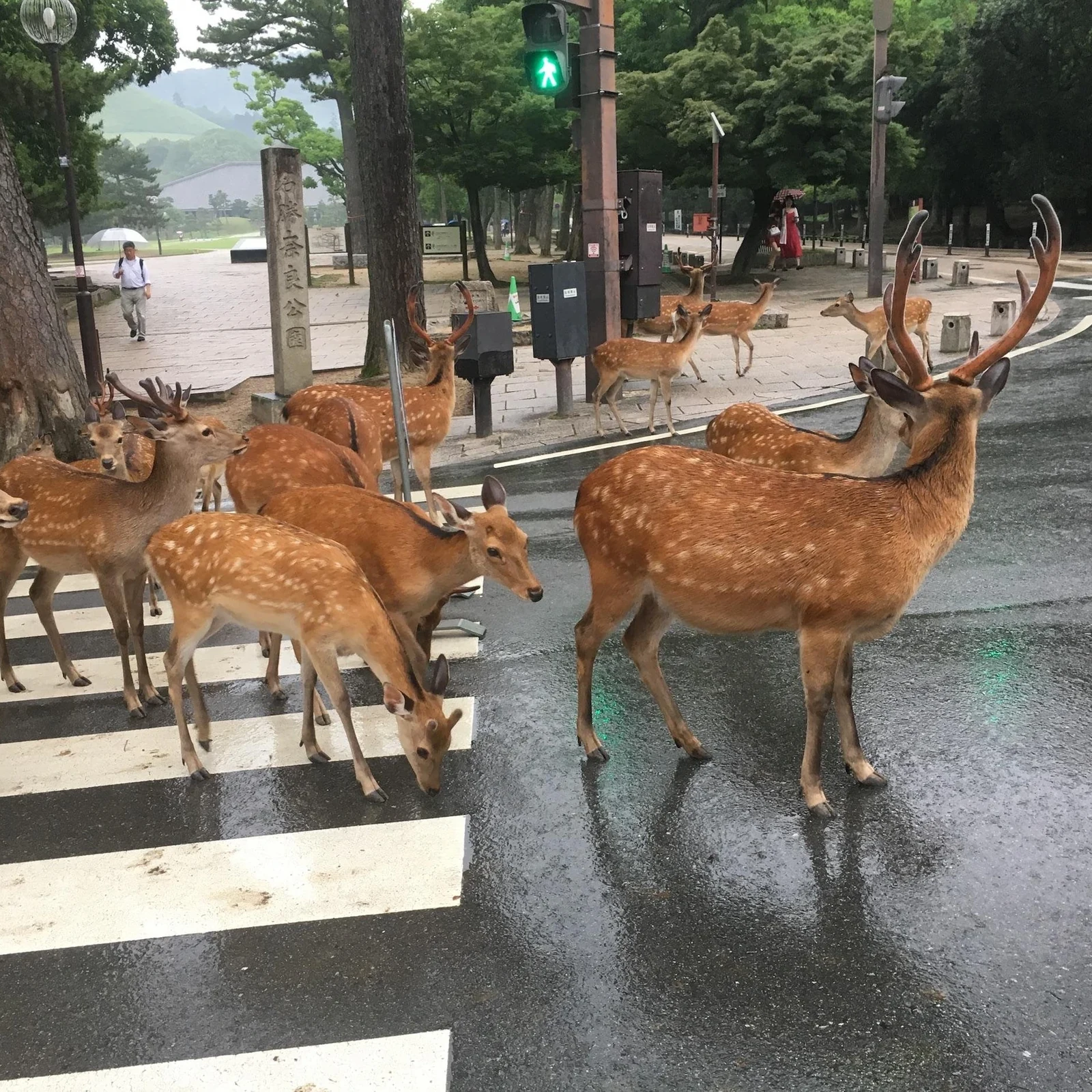 Tour a pie por Nara UNESCO: Gran Buda, Tōdai-ji y Kasuga Taisha