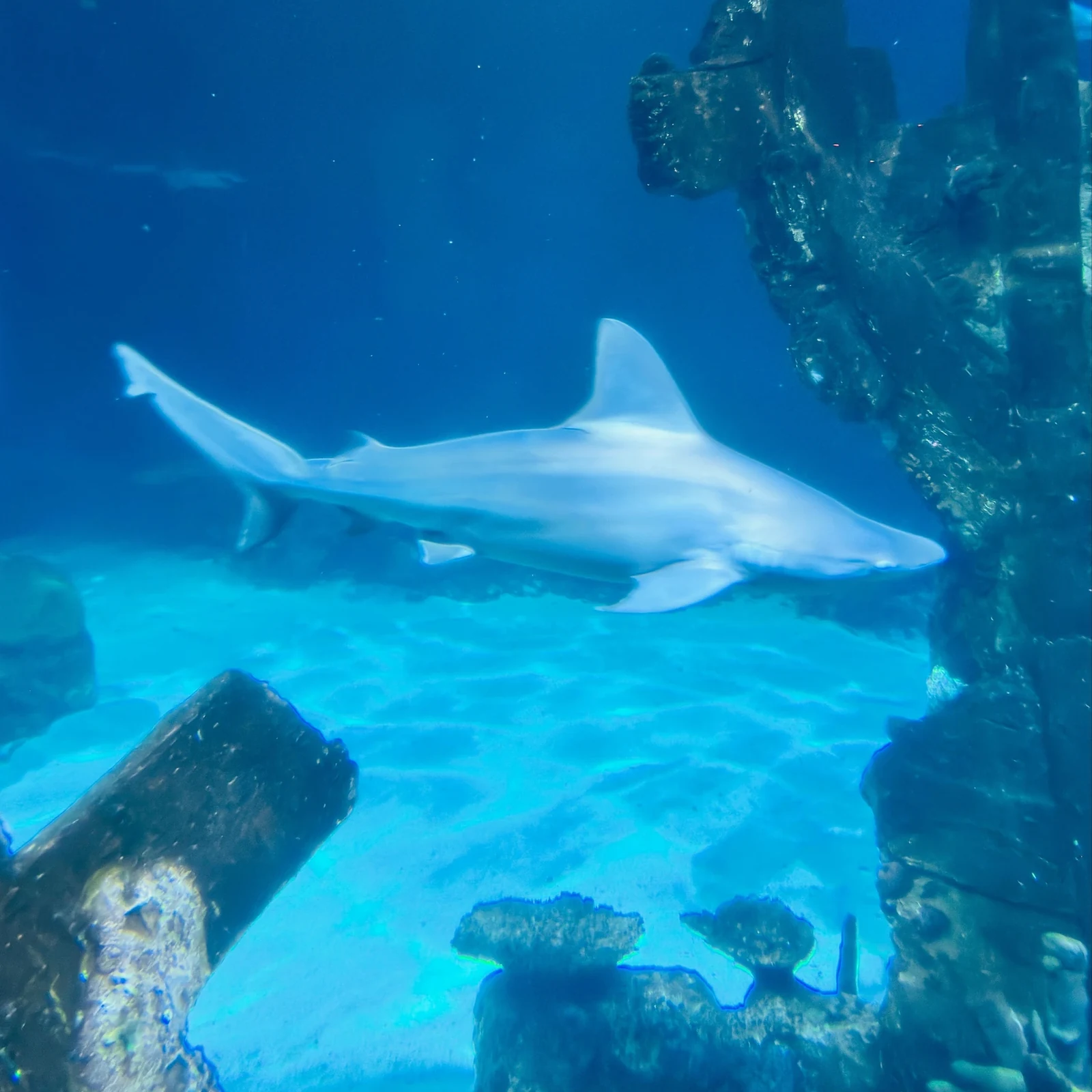 Shark Reef Aquarium Las Vegas: Haie, Unterwassertunnel und VR