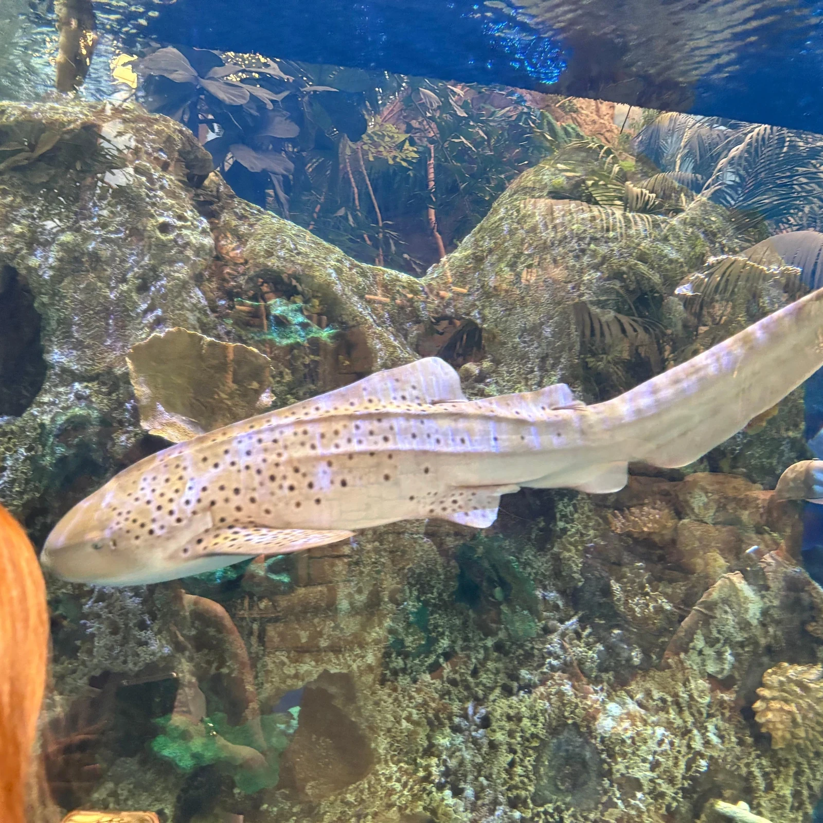 Shark Reef Aquarium Las Vegas : requins, tunnel sous-marin et VR