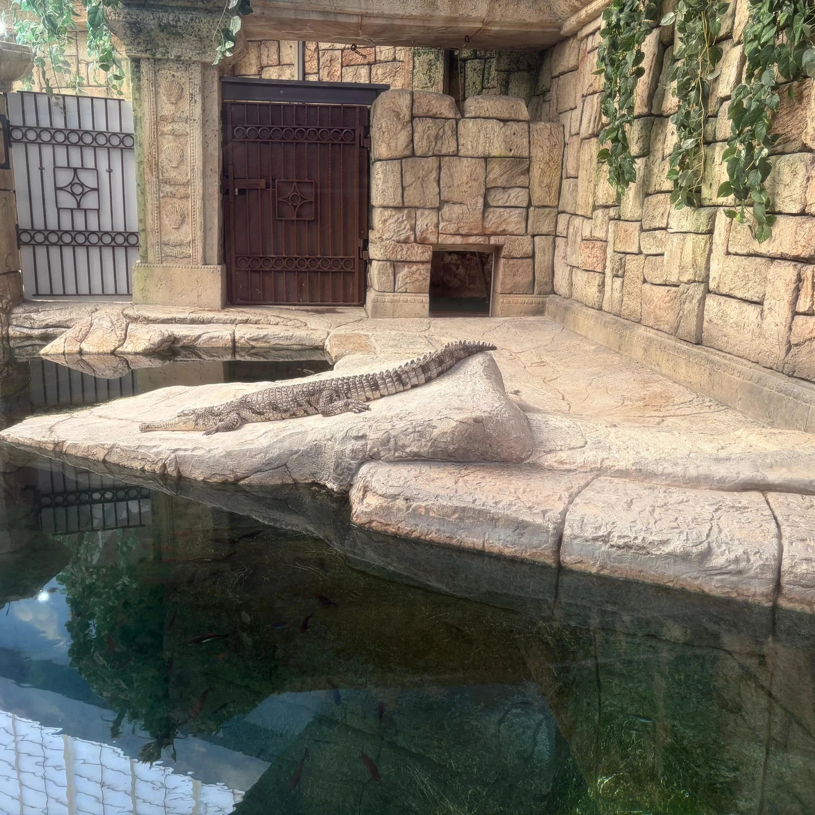Shark Reef Aquarium Las Vegas : requins, tunnel sous-marin et VR