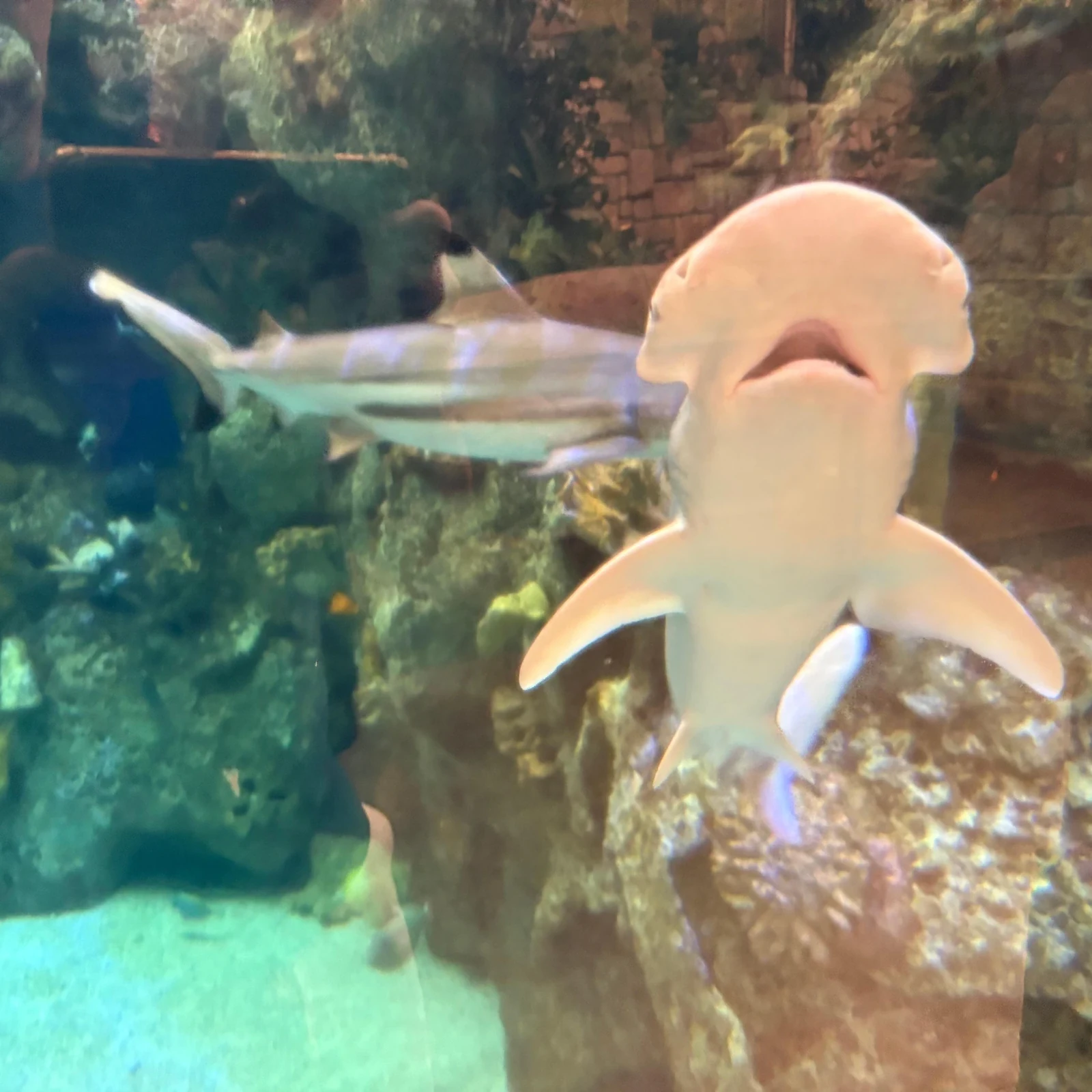 Shark Reef Aquarium Las Vegas : requins, tunnel sous-marin et VR