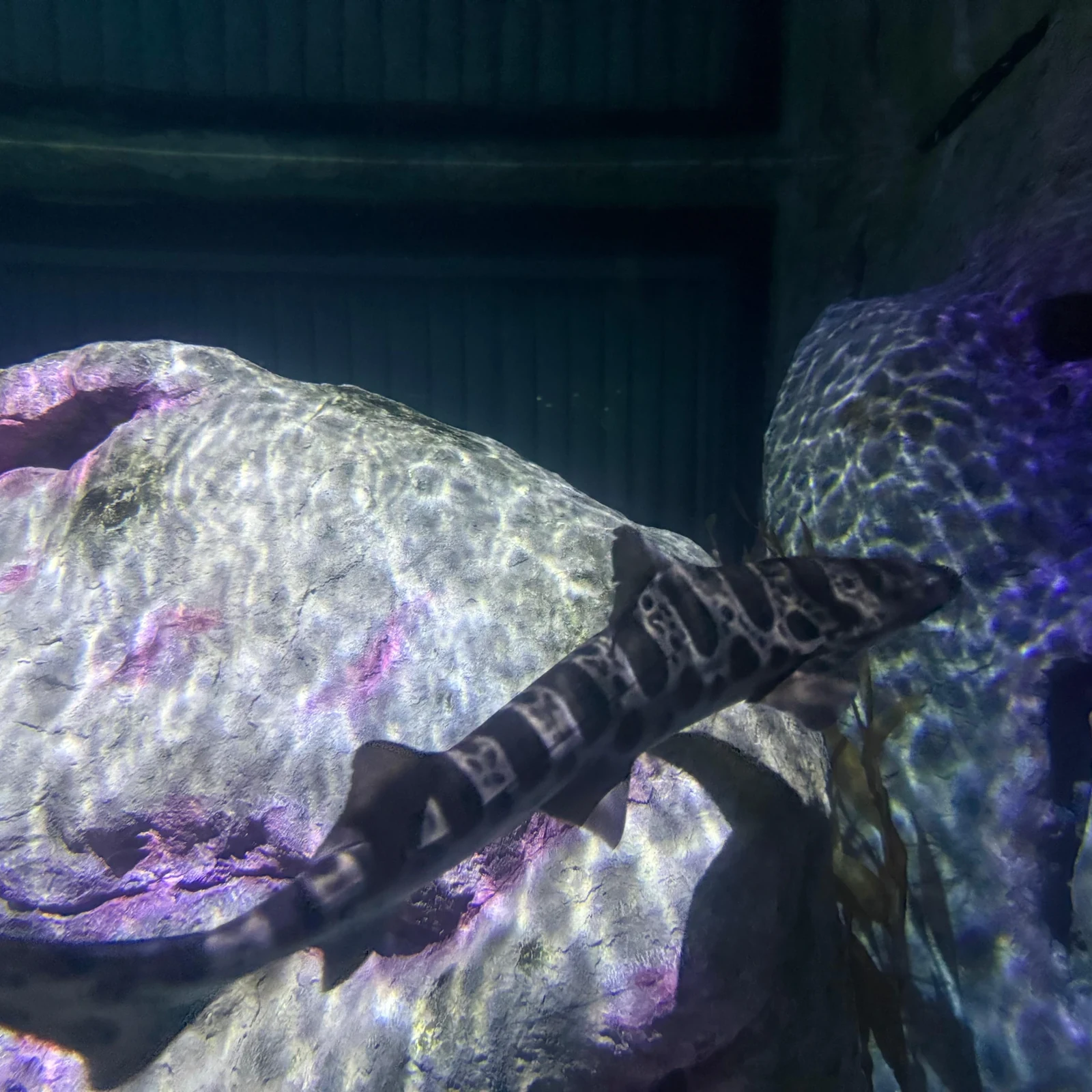 Shark Reef Aquarium Las Vegas : requins, tunnel sous-marin et VR