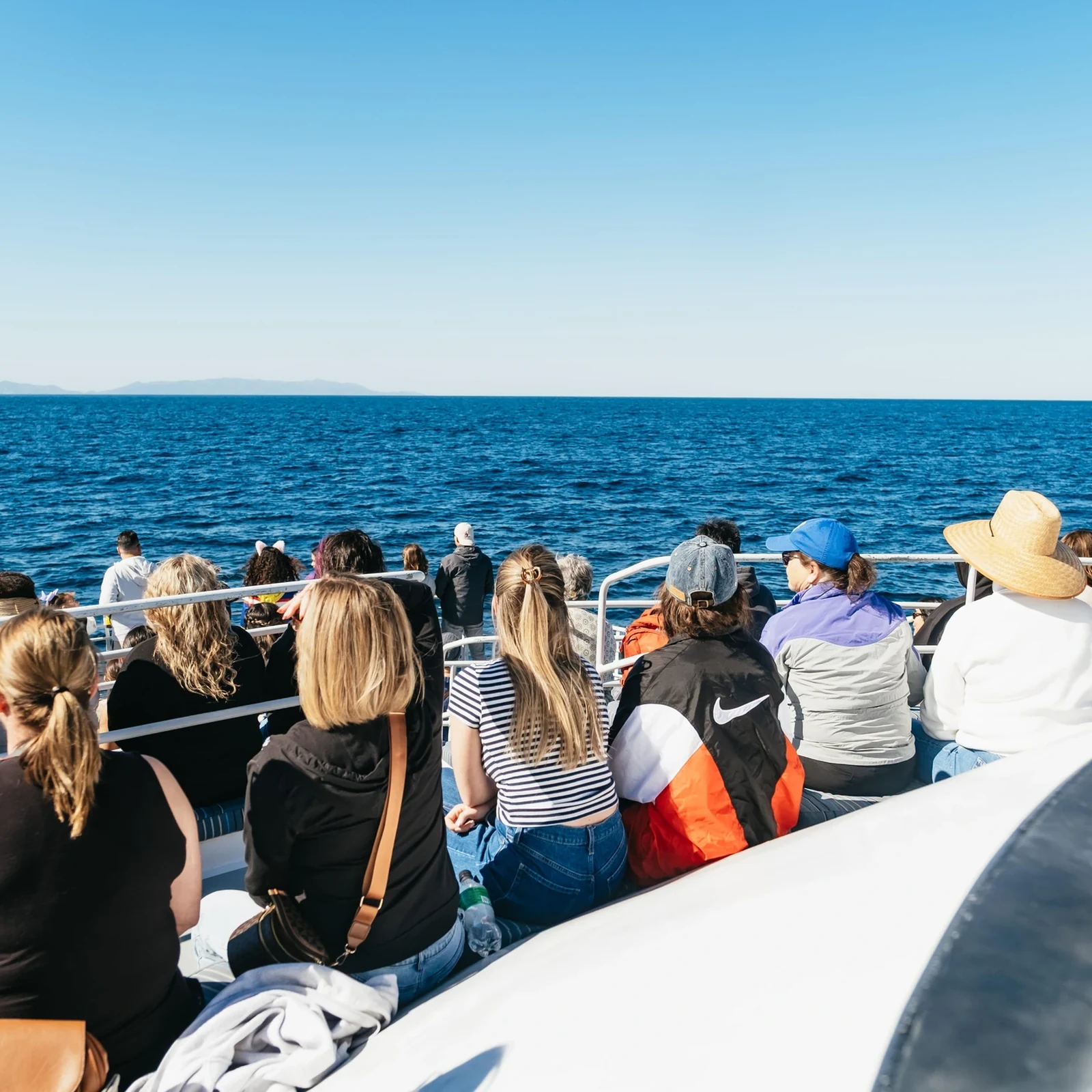 Observation des baleines et des dauphins à Long Beach avec naturalistes