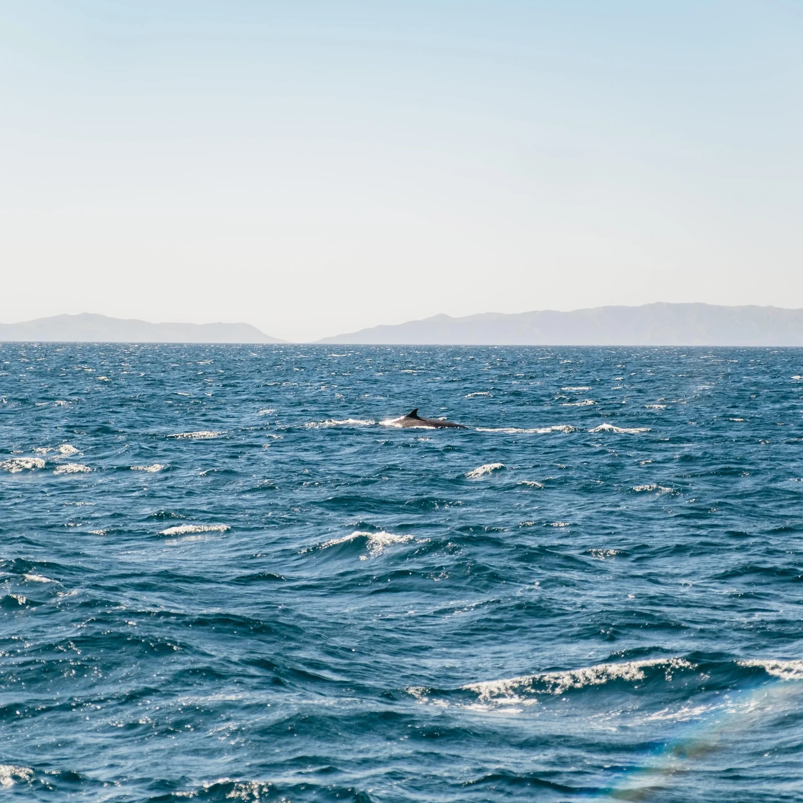 Avistamiento de ballenas y delfines en Long Beach con naturalistas