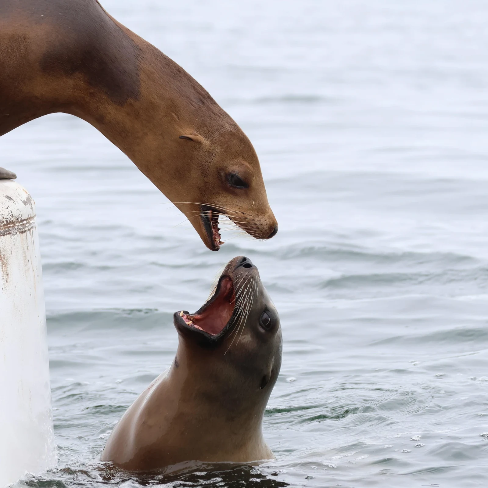 Avistamiento de ballenas en Newport Beach: ballenas, delfines y costa