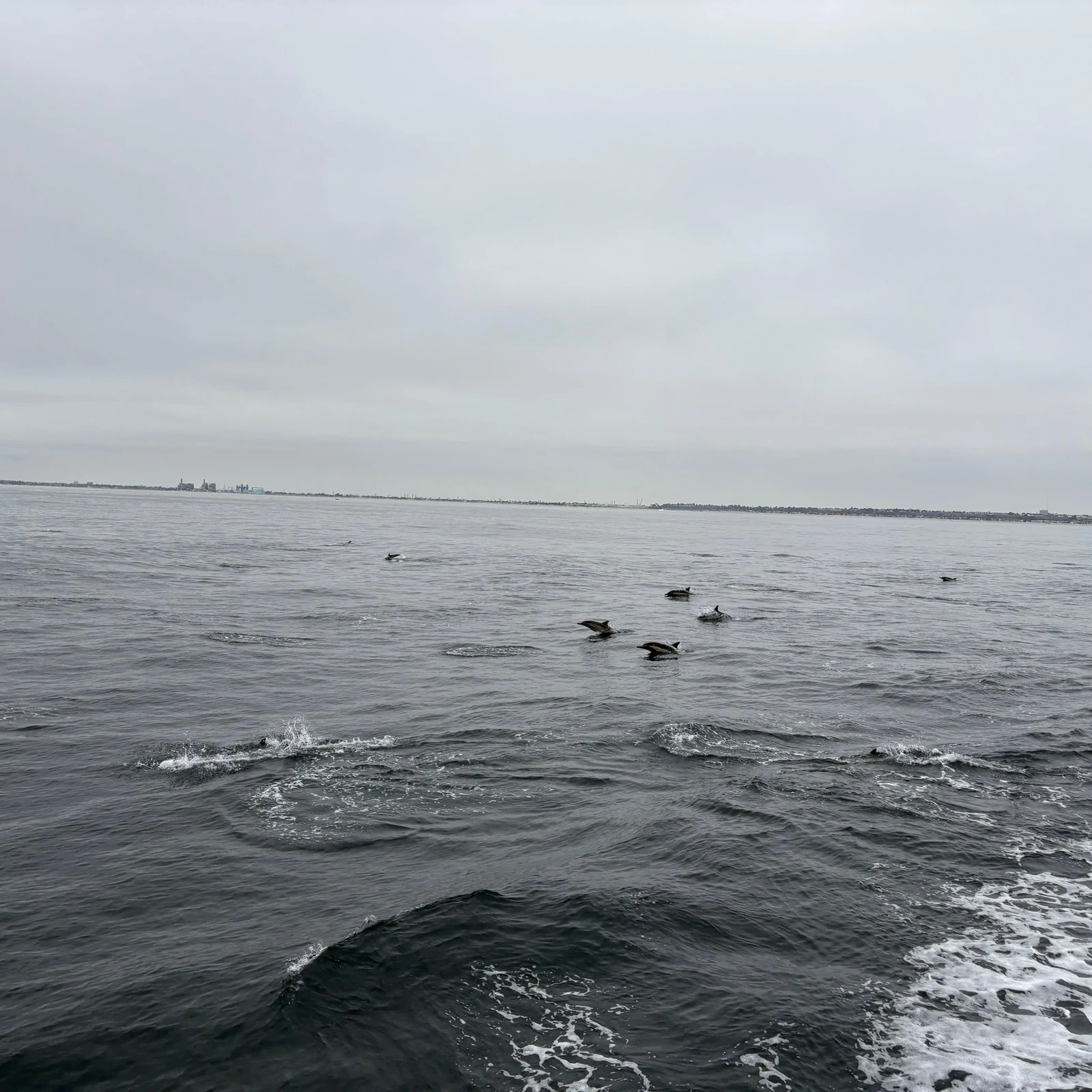 Observation des baleines à Newport Beach : baleines, dauphins et littoral