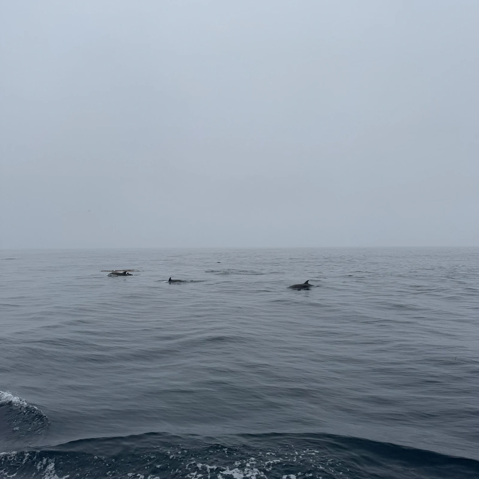 Observation des baleines à Newport Beach : baleines, dauphins et littoral