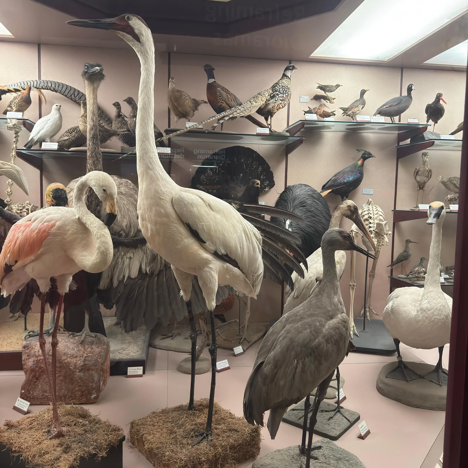 Natural History Museum of Los Angeles Tickets: Dinosaurs, Gems and a Self-Paced Visit