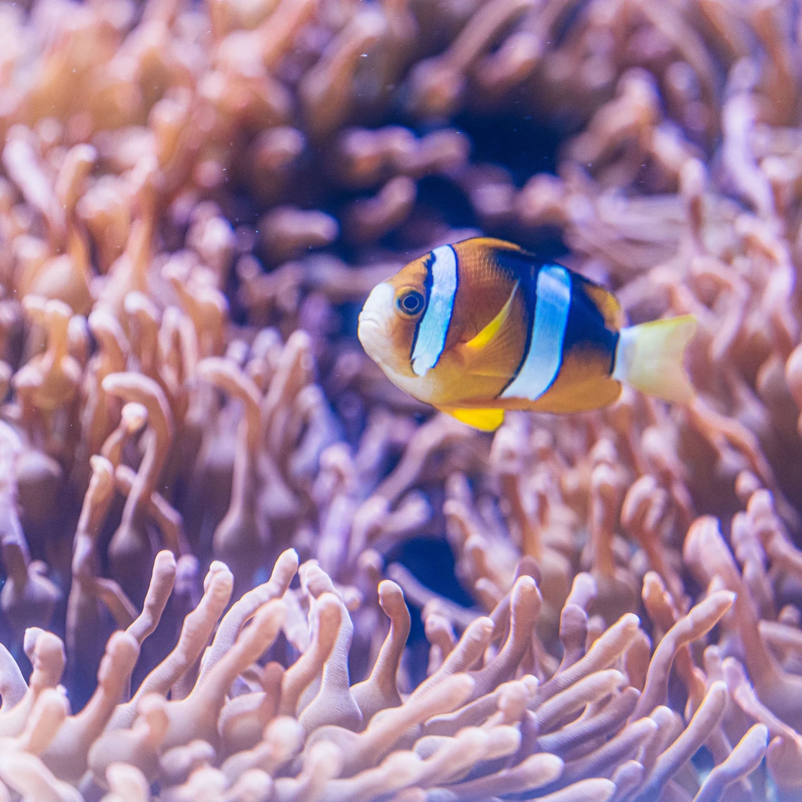 Aquarium of the Pacific Long Beach Tickets ohne Anstehen an der Ticketkasse