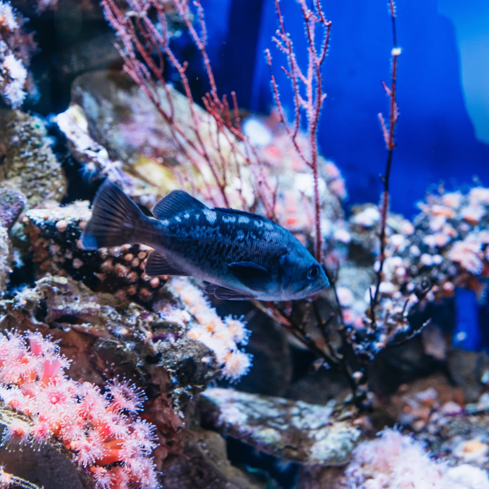 Entradas Aquarium of the Pacific Long Beach sin cola de taquilla