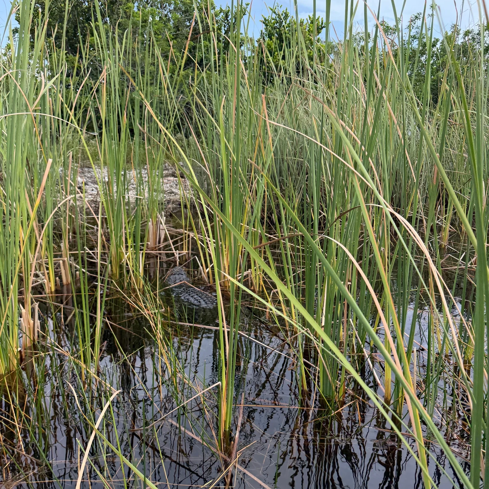 Everglades Tour from Miami with Airboat Ride and Transport