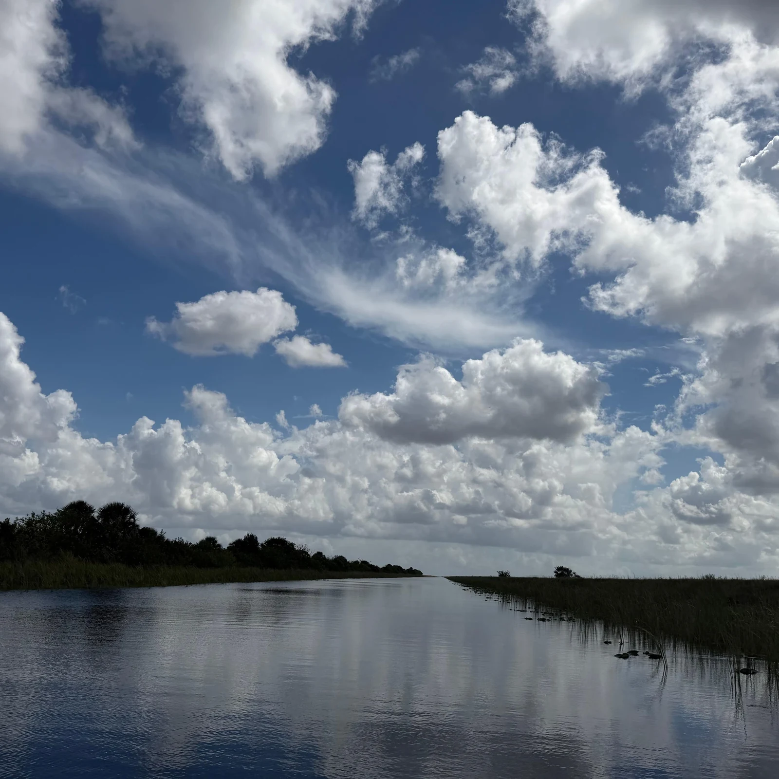 Everglades Tour ab Miami mit Airboat und Transfer