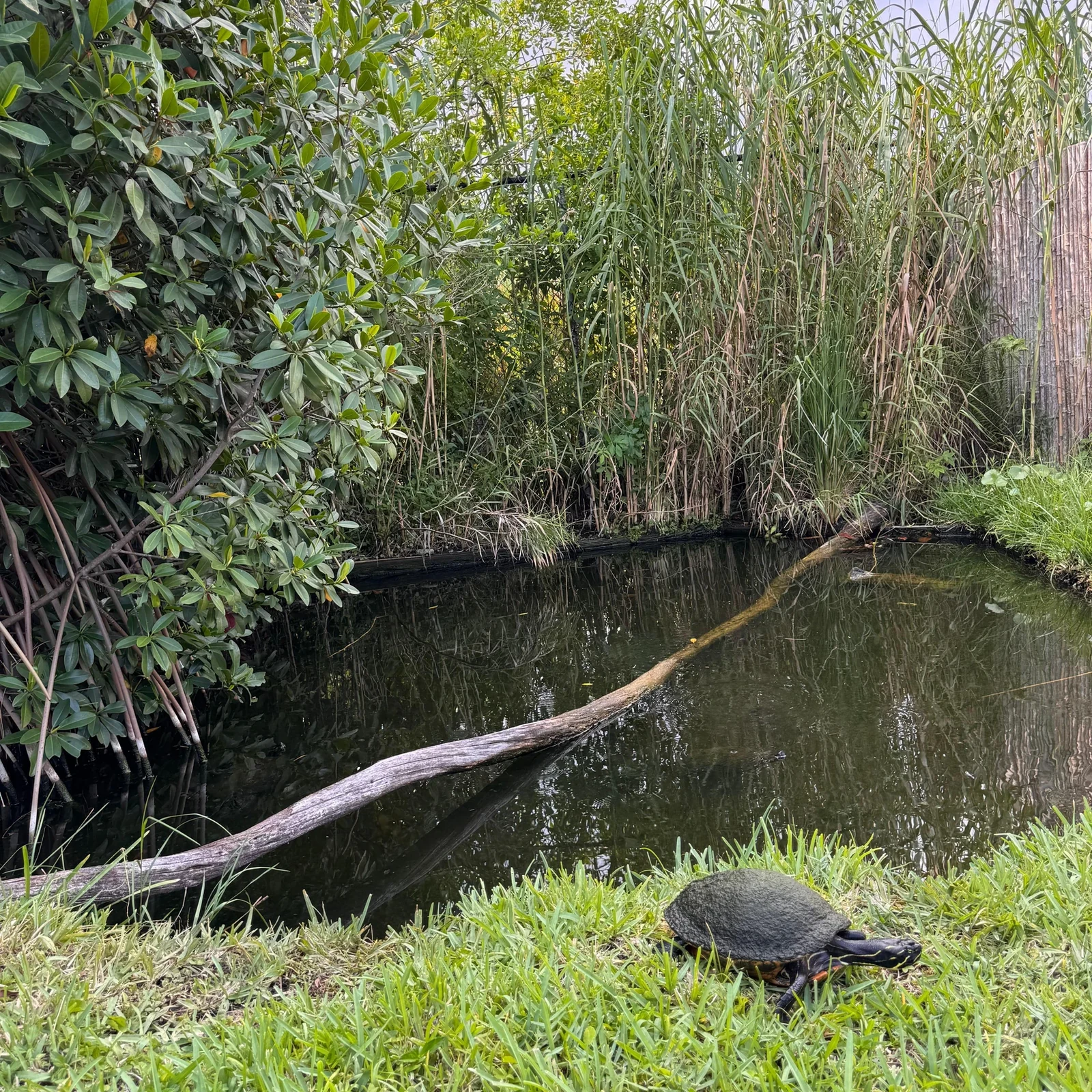 Everglades Tour ab Miami mit Airboat und Transfer