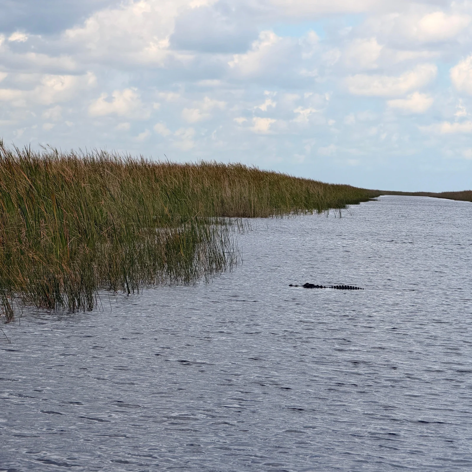 Everglades Tour ab Miami mit Airboat und Transfer