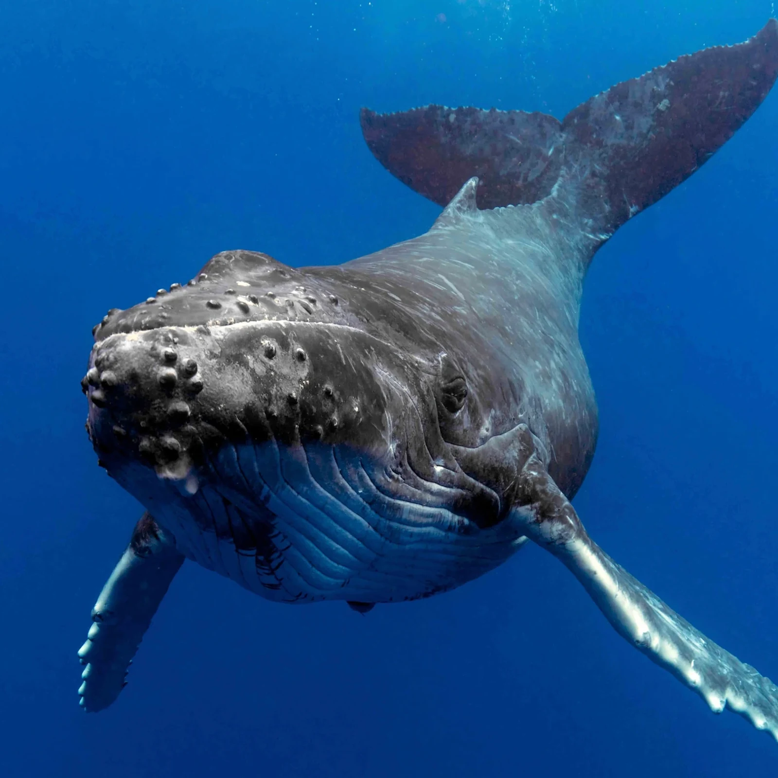 Gold Coast Whale Watching Cruise: Is This Premium Tour Worth It?