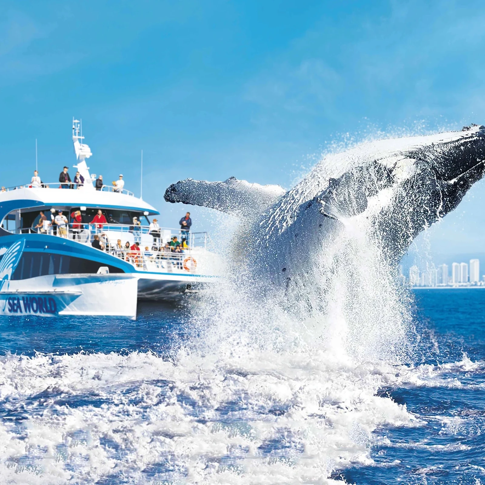Premium-Walbeobachtung an der Gold Coast