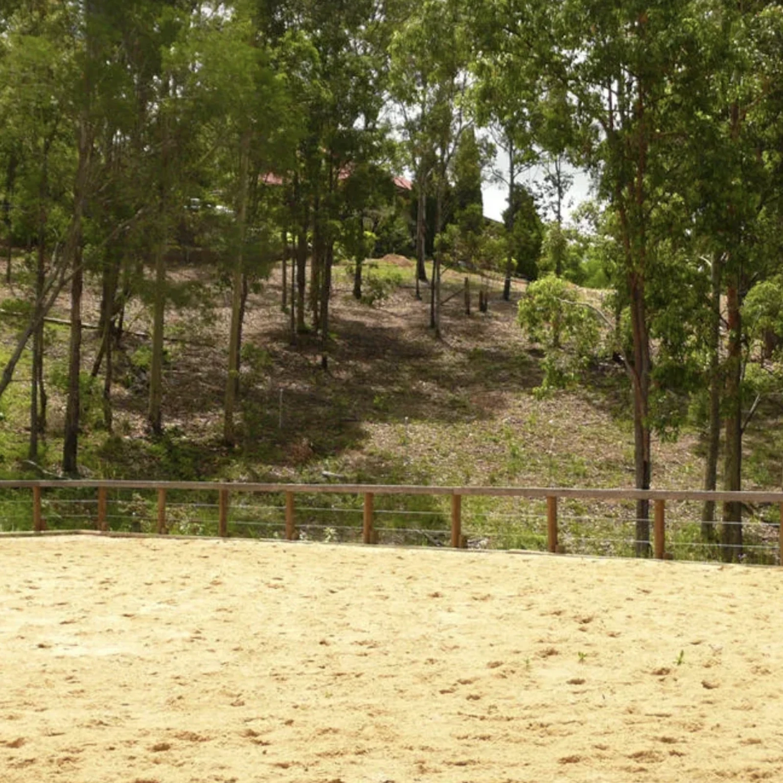 Gold Coast horse experience: learn how to communicate with horses
