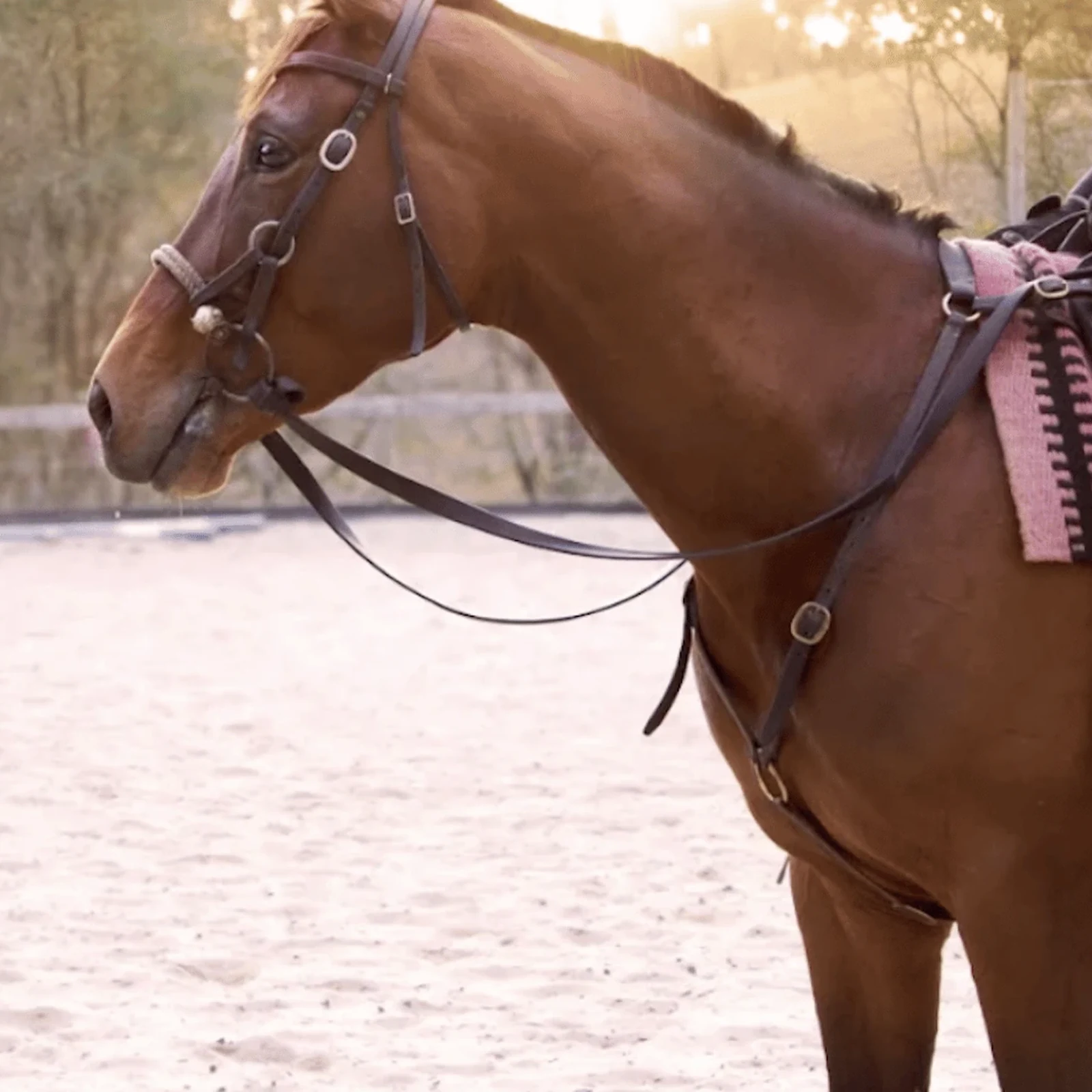 Gold Coast horse experience: learn how to communicate with horses