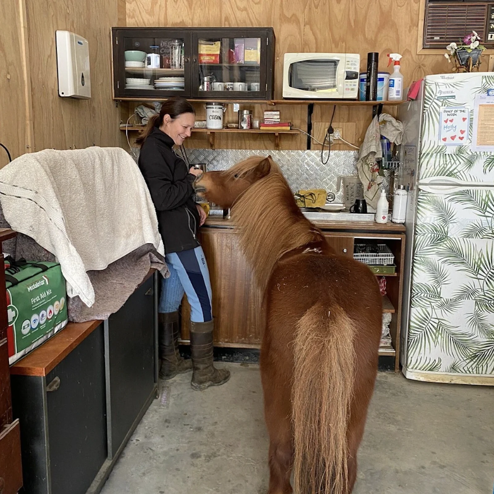 Gold Coast horse experience: learn how to communicate with horses